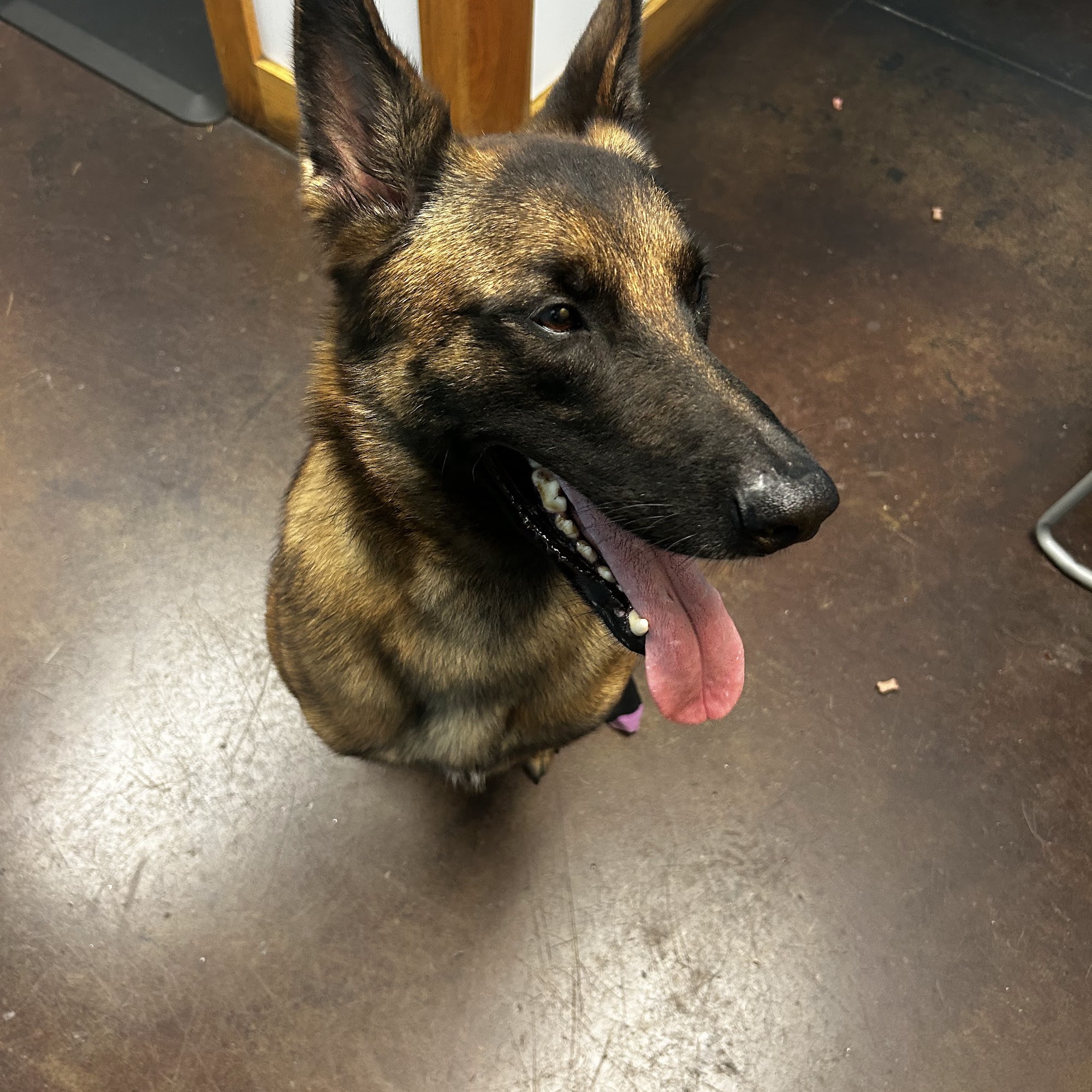 Carthage Animal Hospital Carthage