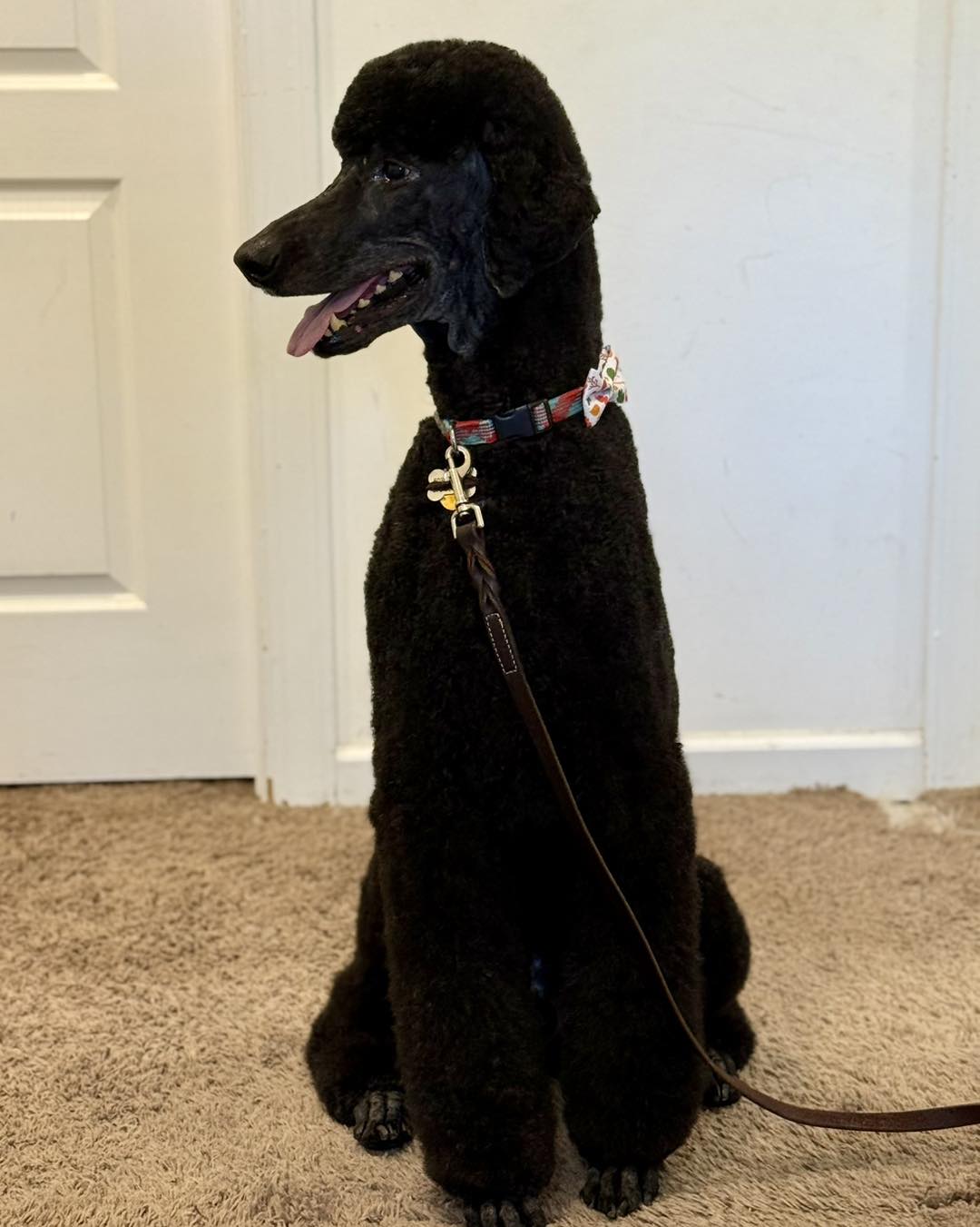 Katie's Pet Salon Carthage