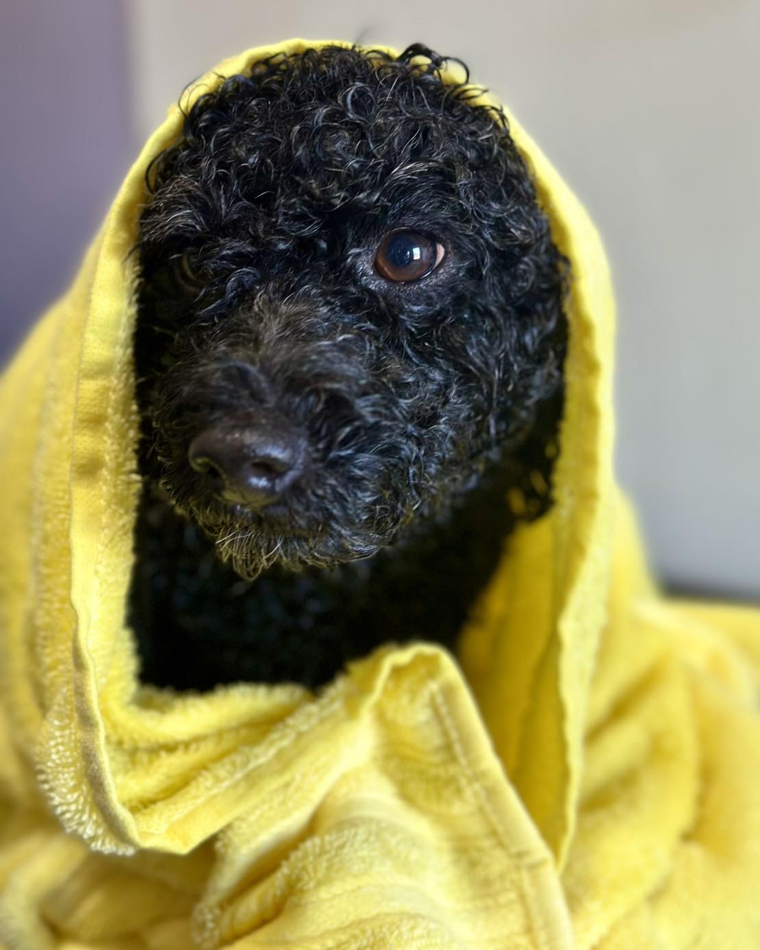 Katie's Pet Salon Carthage