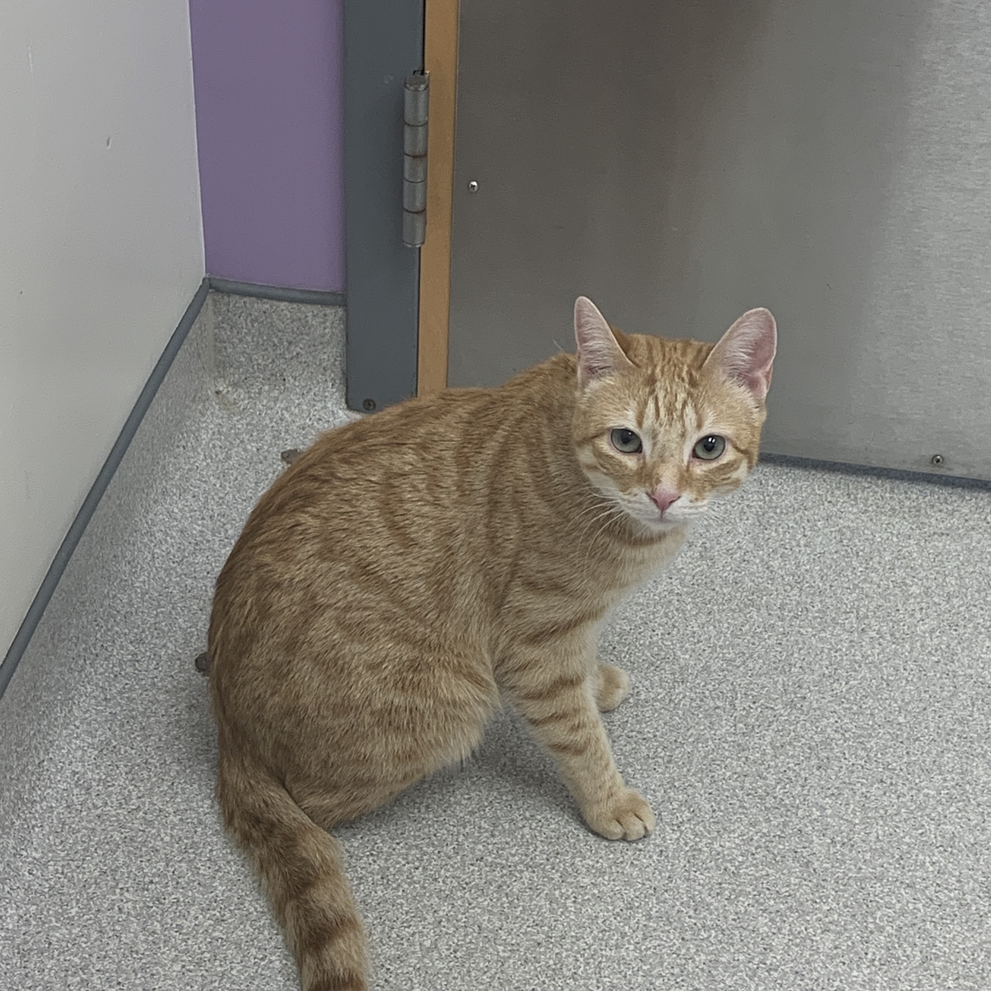 Walnut Street Animal Hospital Cary