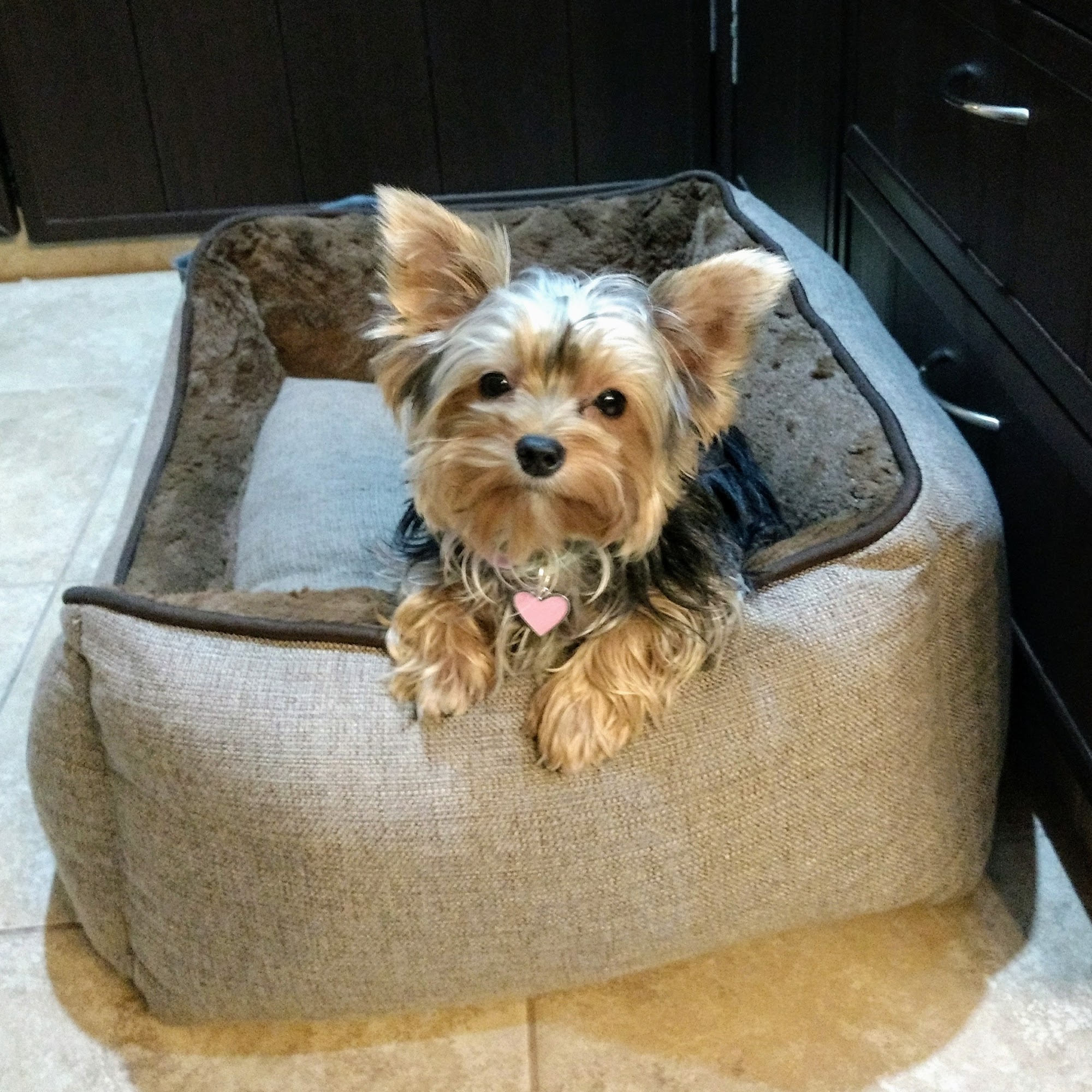 Kildaire Animal Medical Center Cary