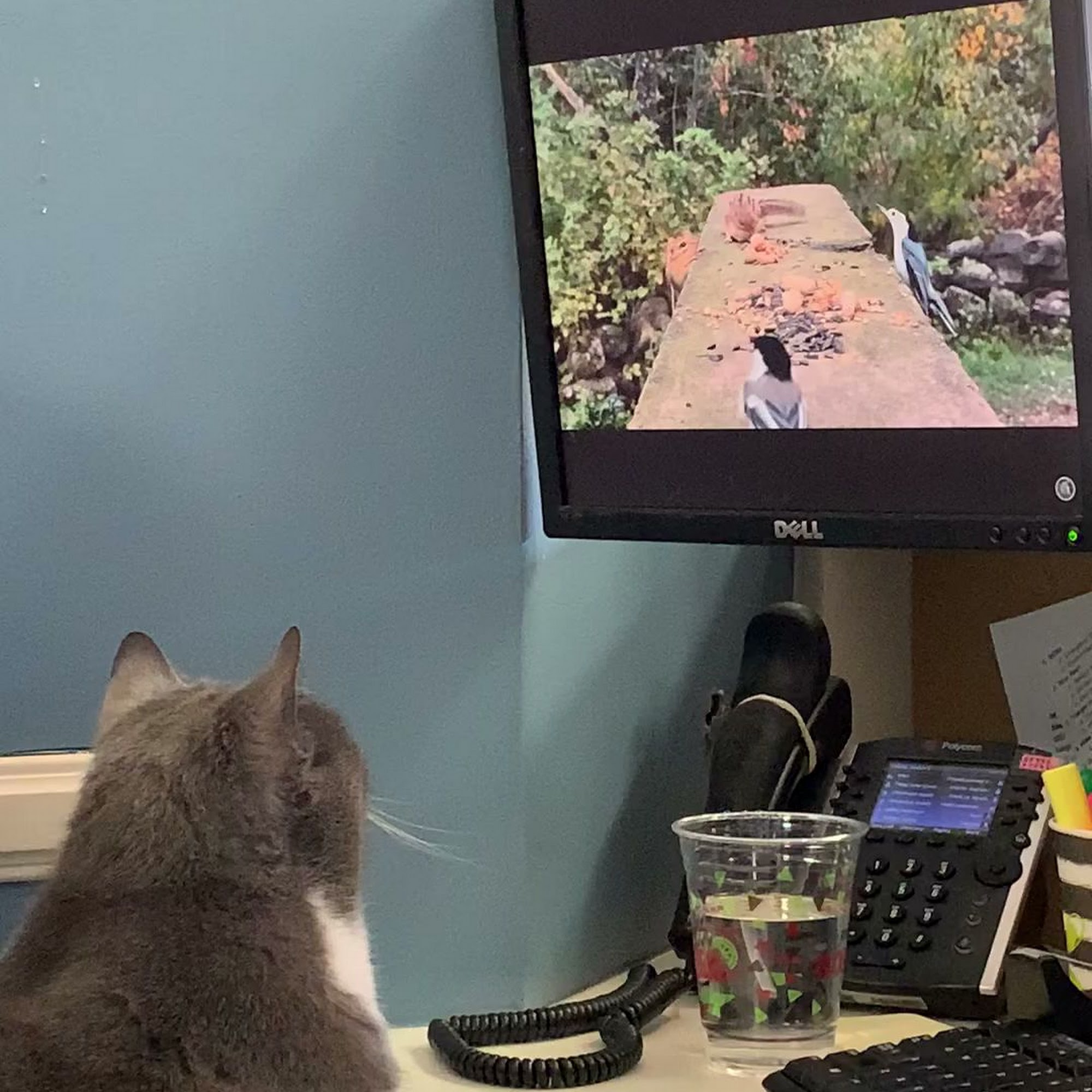 Mayfair Animal Hospital Cary