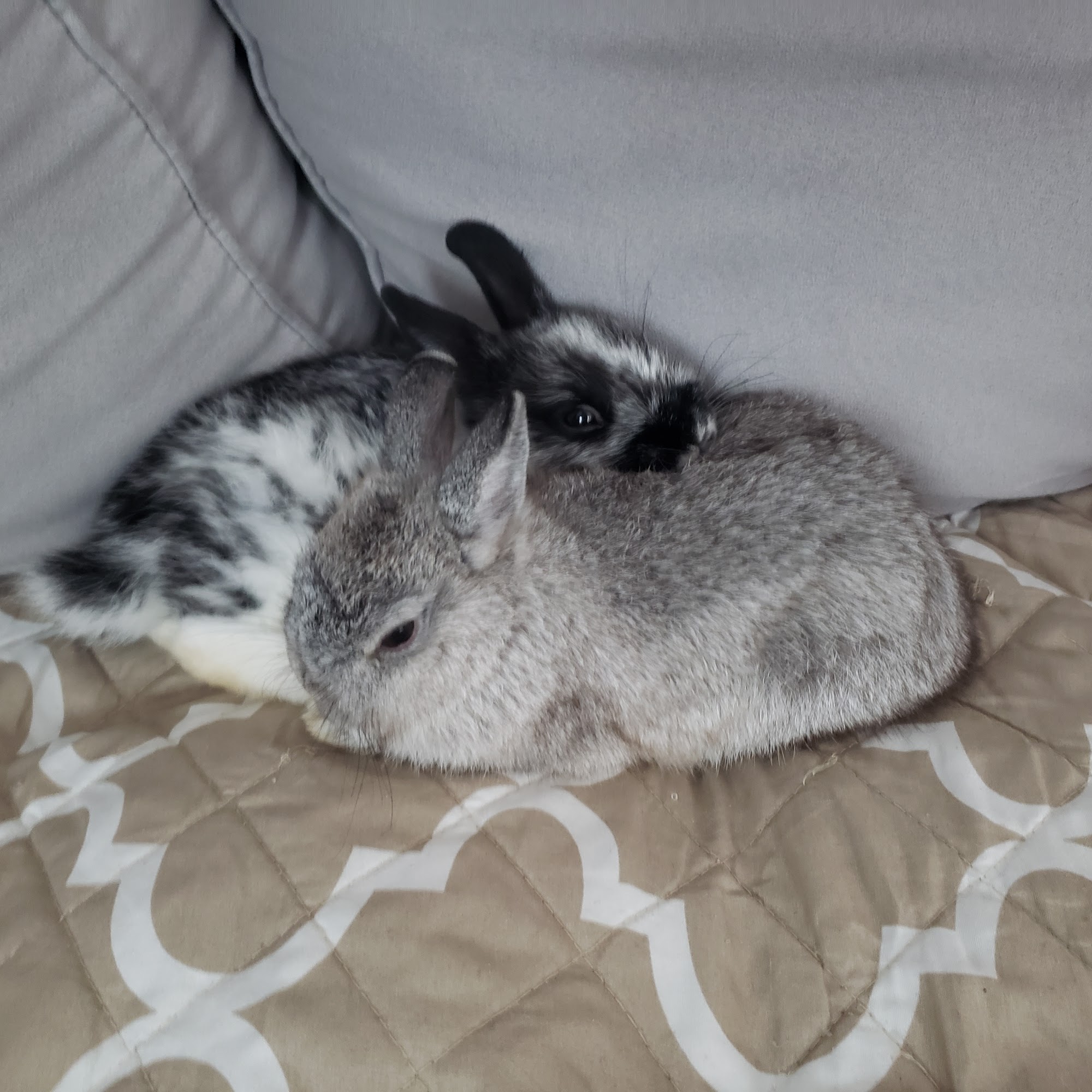 Animal Kingdom Veterinary Hospital Cary