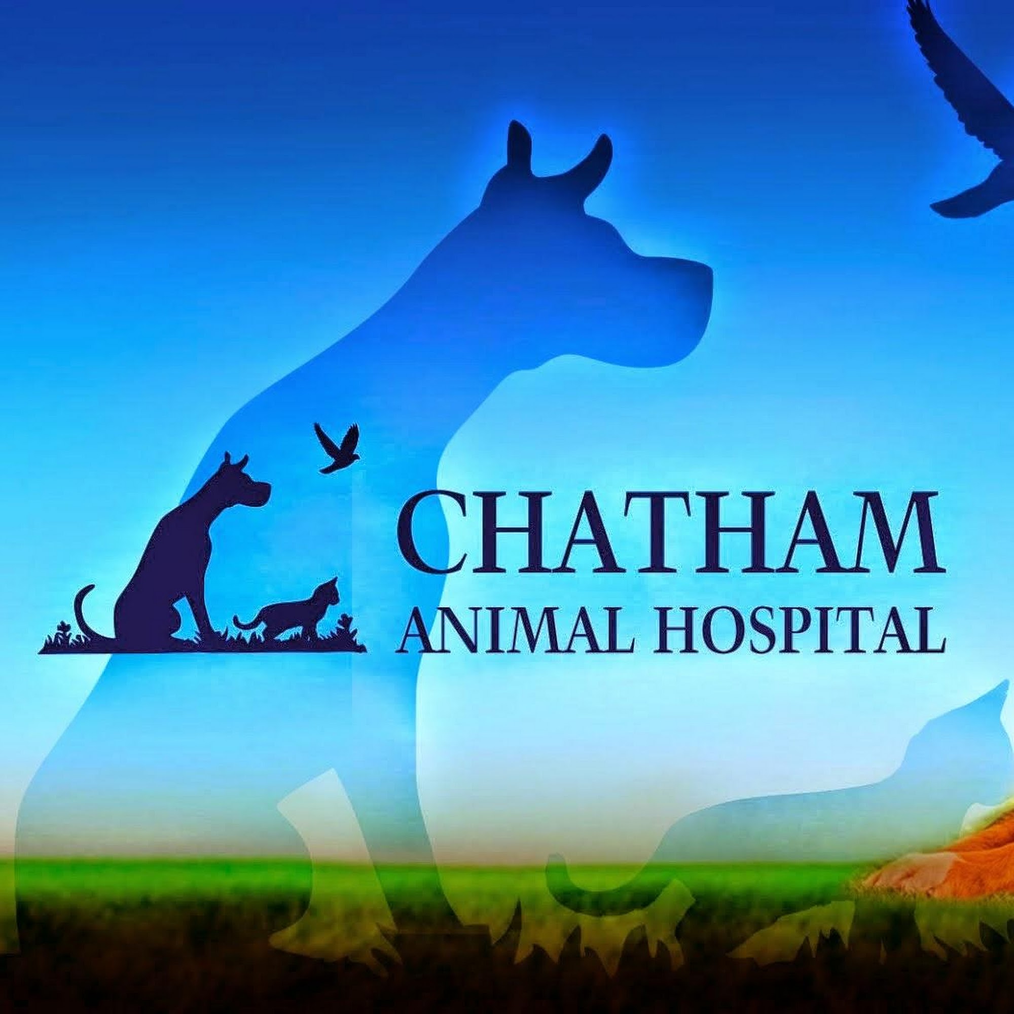 Chatham Animal Hospital Cary