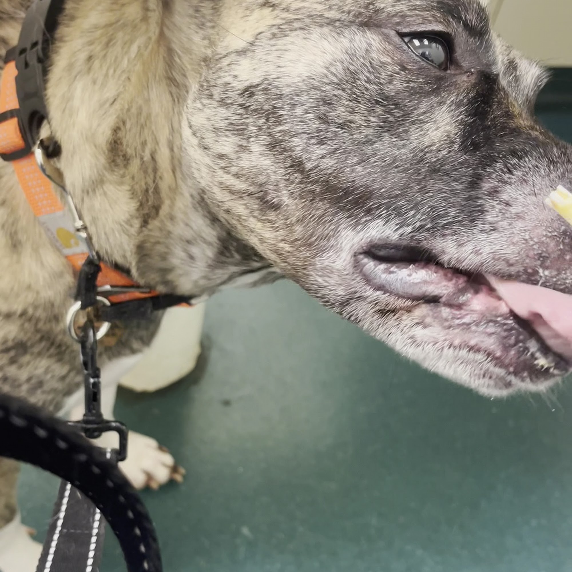 Veterinary Emergency Care Cary