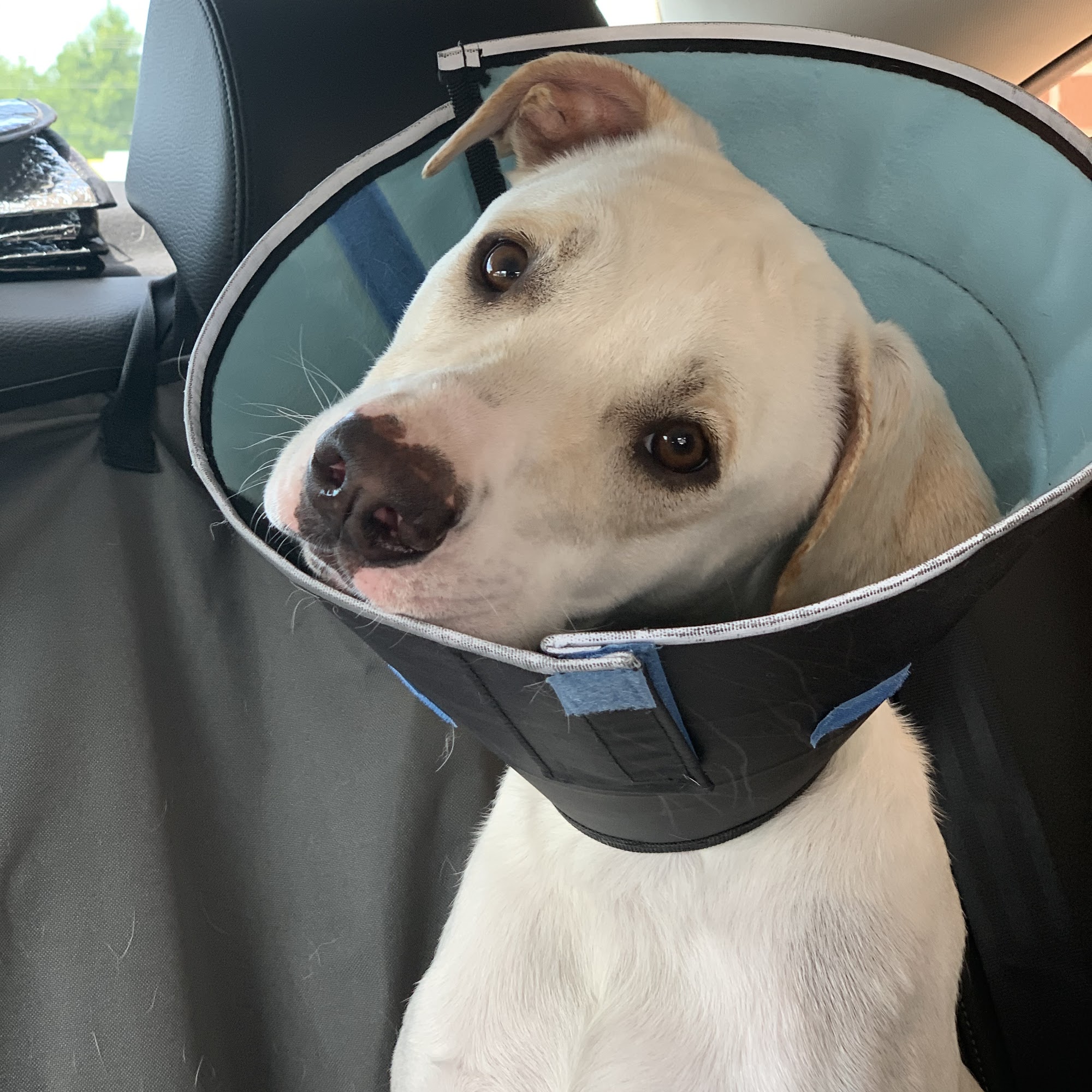 Veterinary Surgical Referral Practice Cary