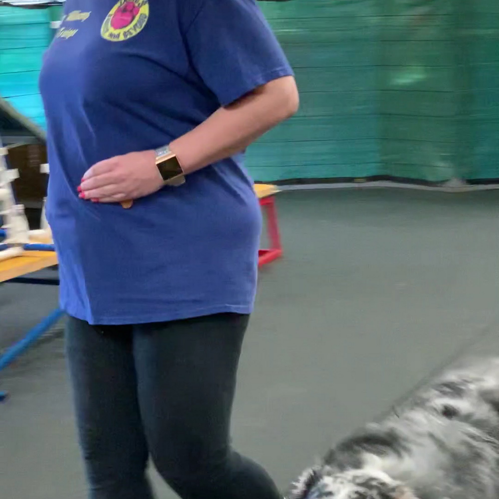 Jackie's Basics and Beyond Dog Training Cary