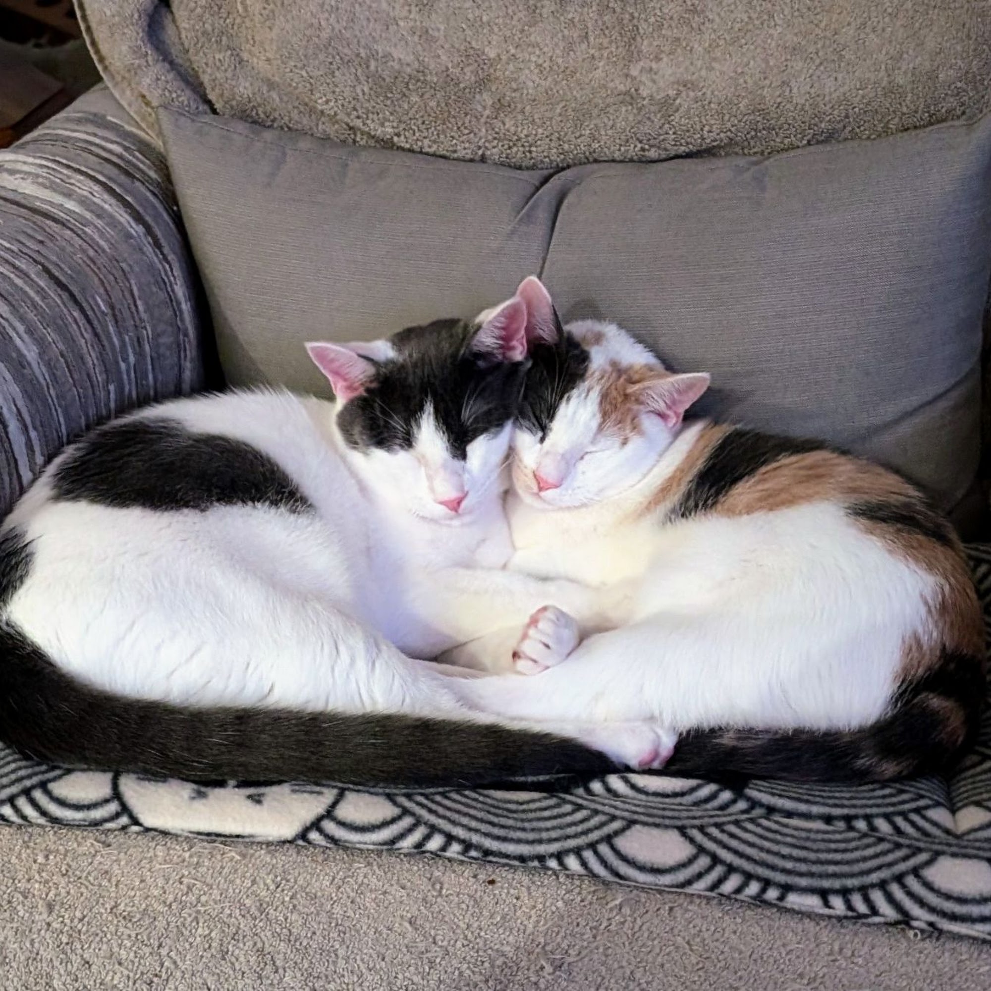 Cat Angels Pet Adoptions Cary