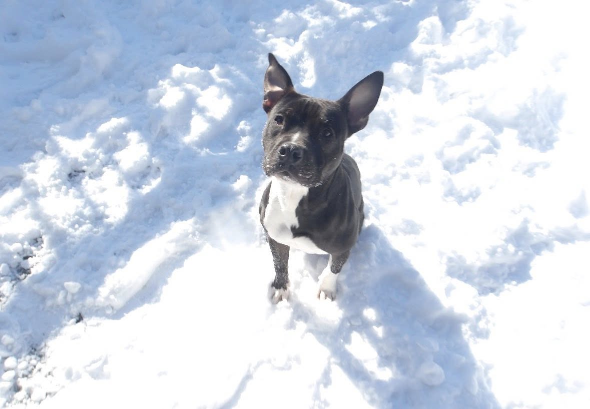 Pet Palace - Cary Cary