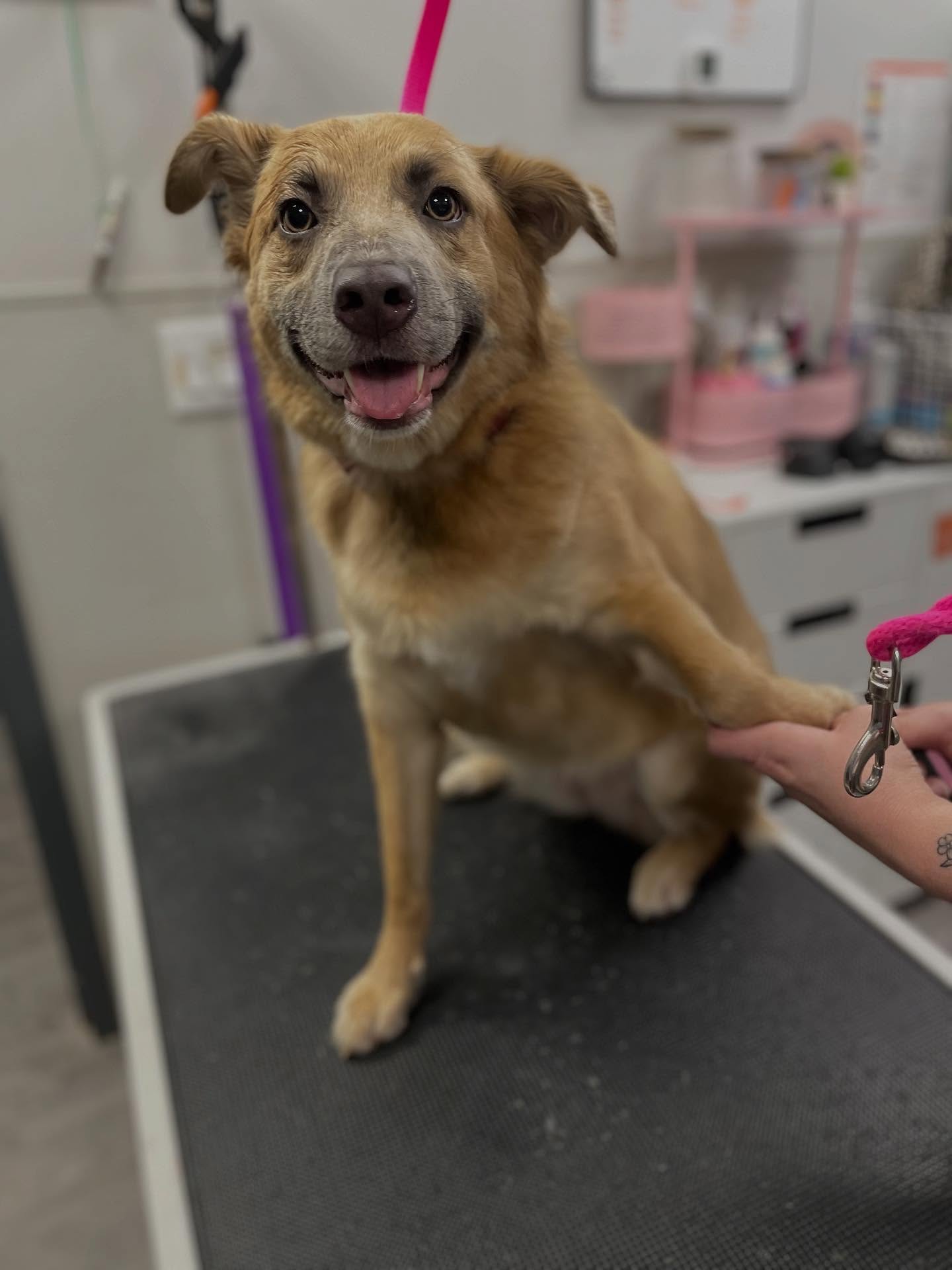 Dogtopia of Harrison Ave Cary