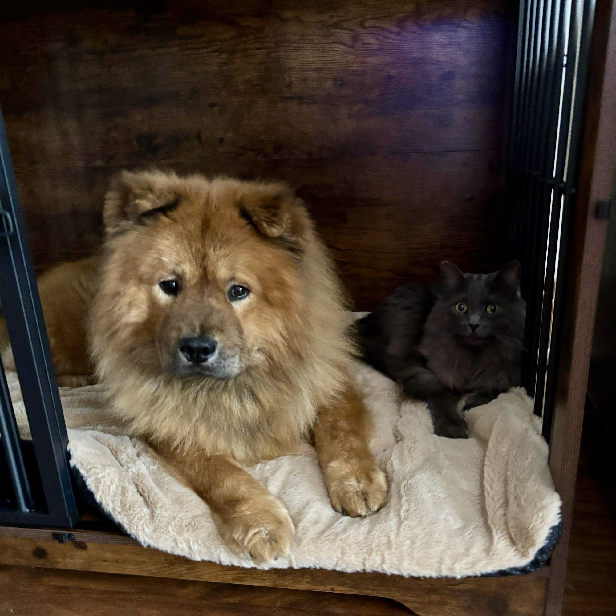 Mosa Pet Spa & Resort Cary