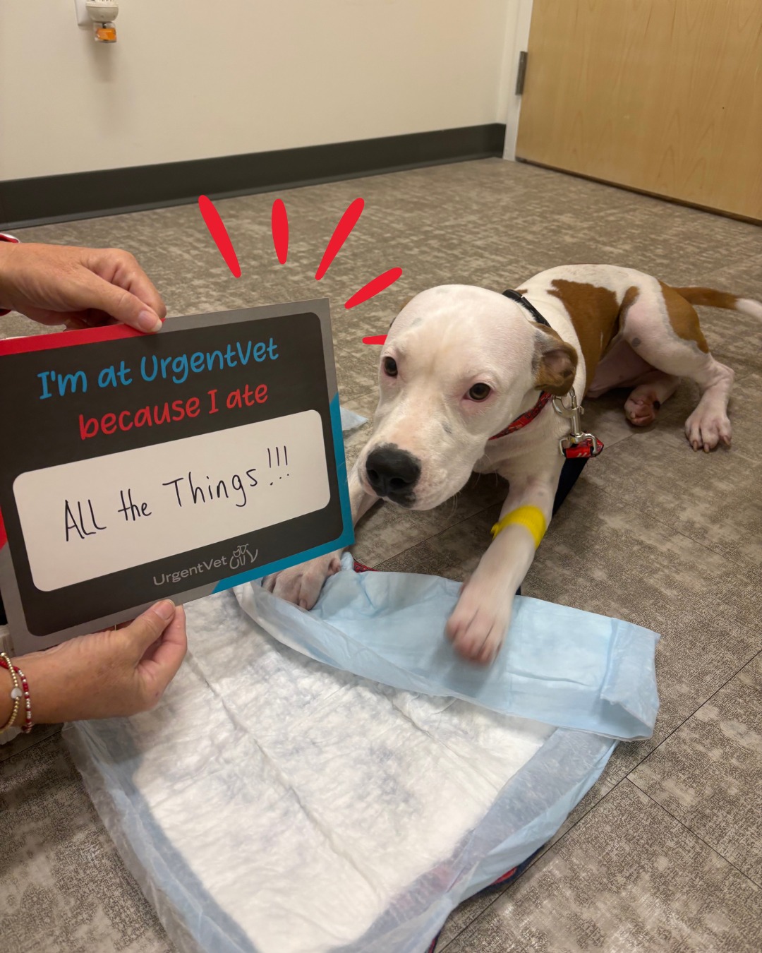 UrgentVet - Cary Cary