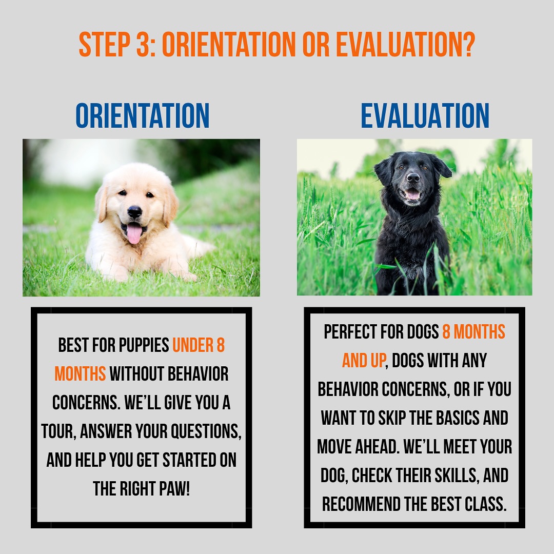 Zoom Room Dog Training Cary