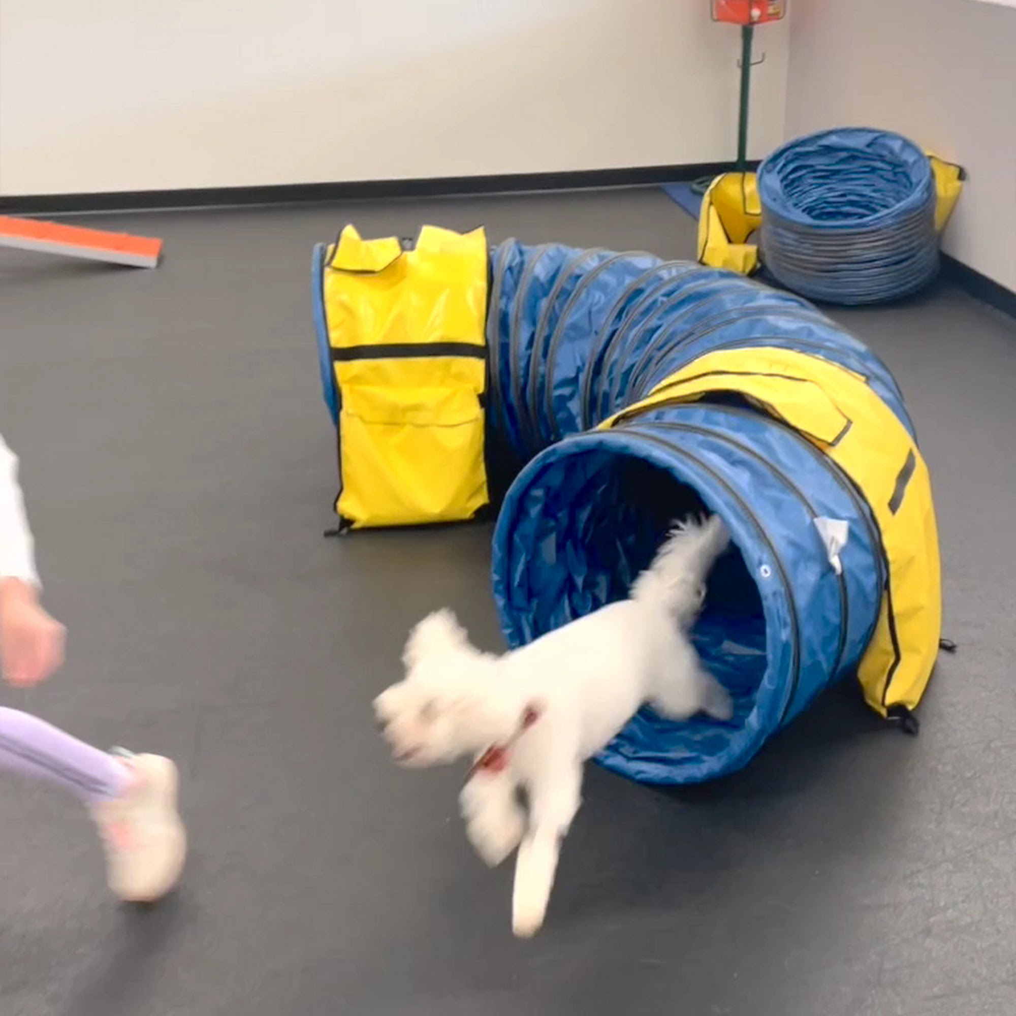 Zoom Room Dog Training Cary