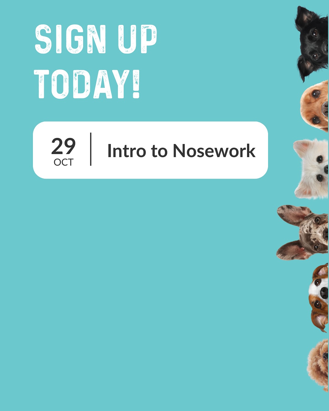 All Dogs Allowed Cary