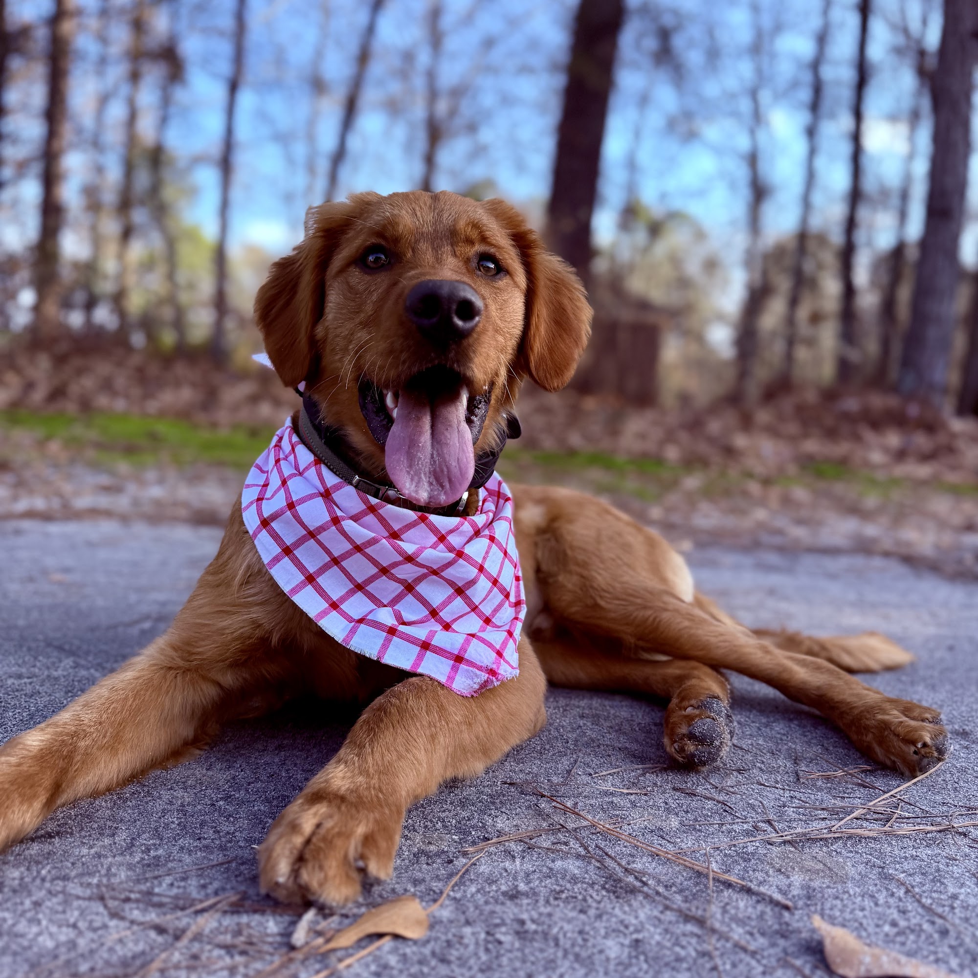 Pretty paws dog grooming 251 W Chatham St, Cary North Carolina 27511