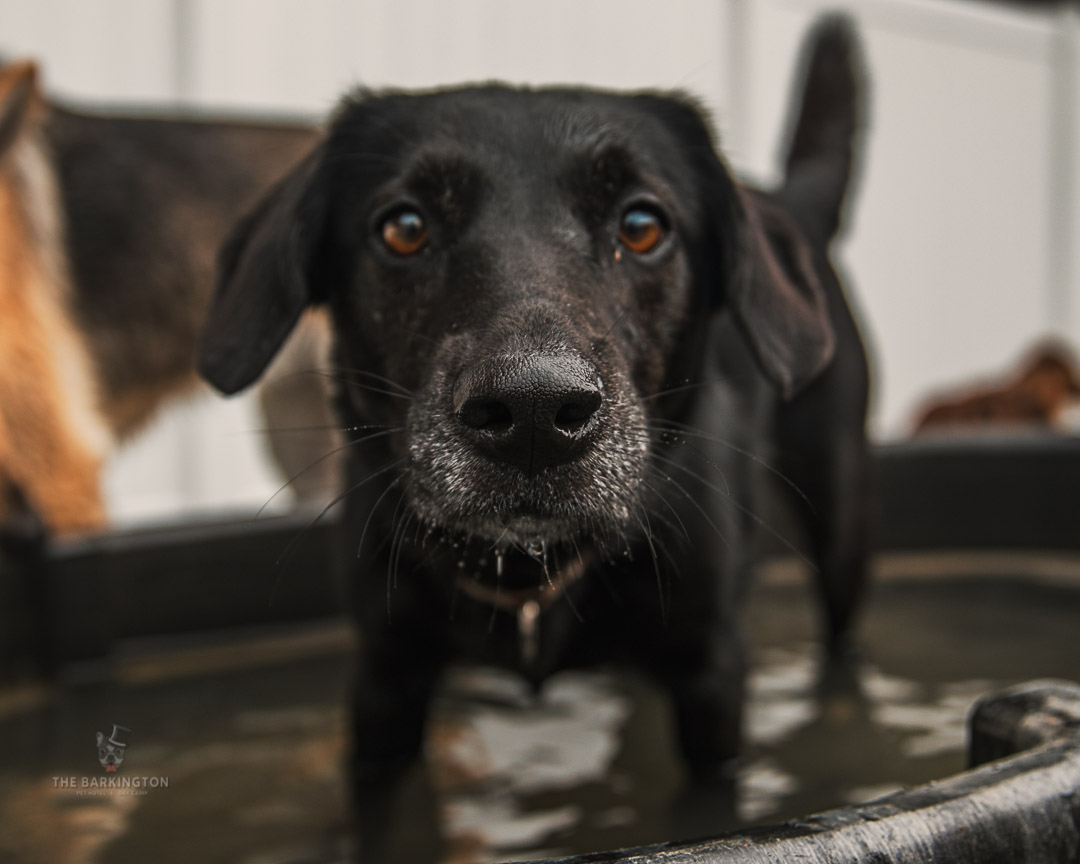 The Barkington Castle Hayne