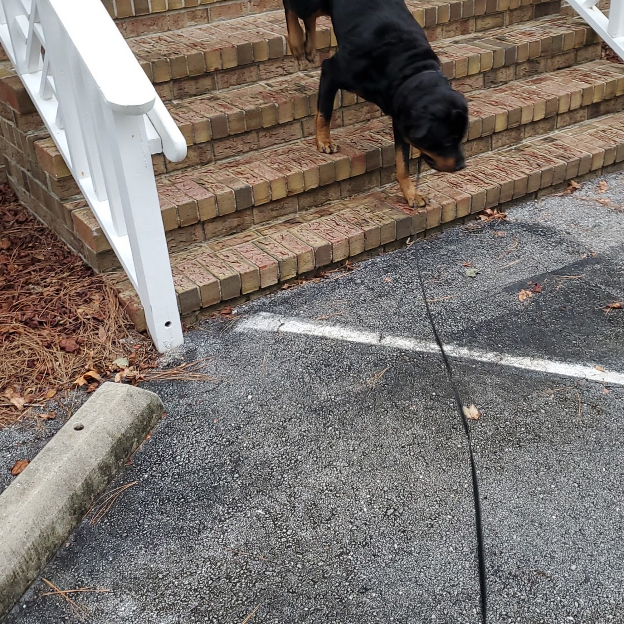 Brigadoon Animal Hospital: Morton Lisa DVM Cedar Point