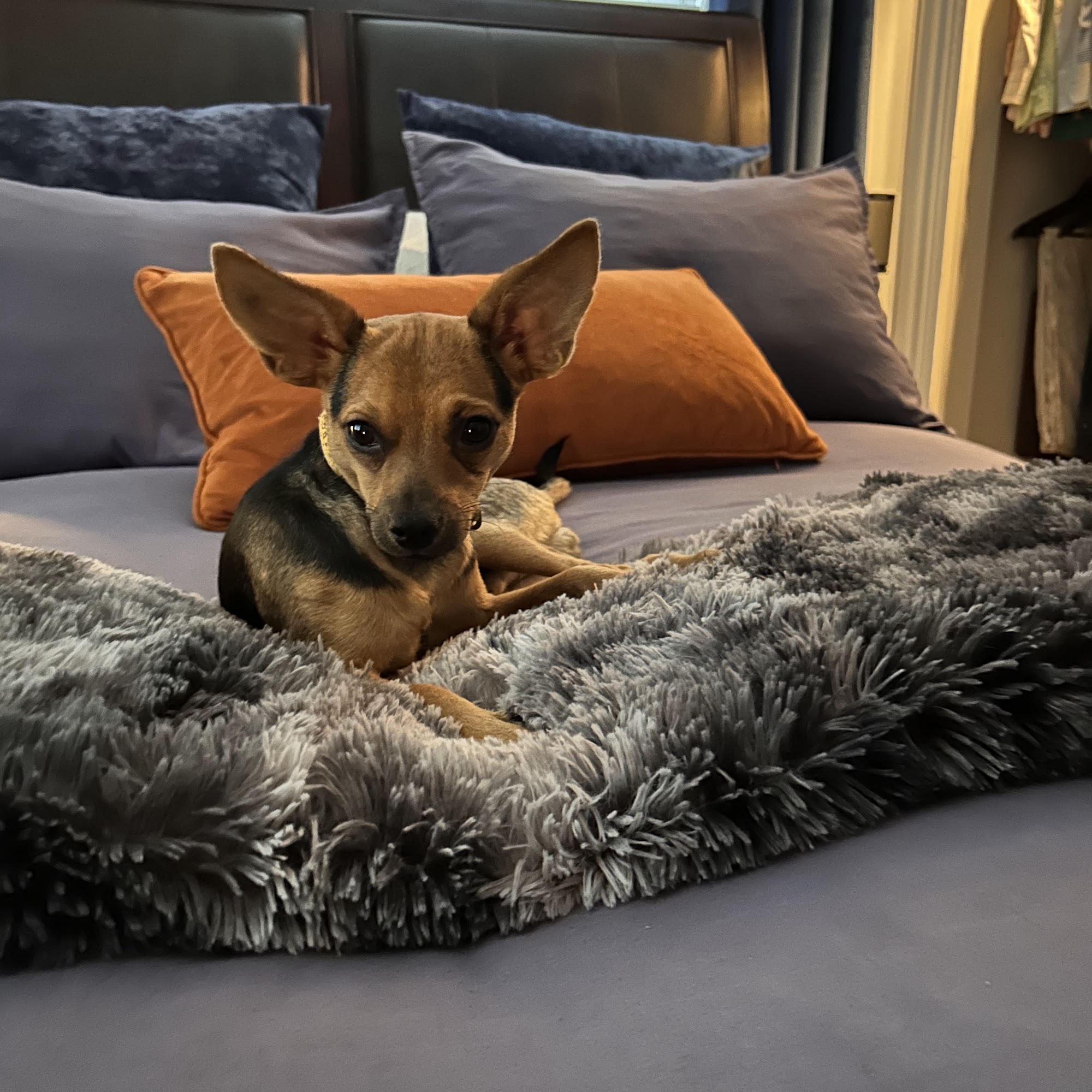 Four Paws Animal Clinic Chapel Hill