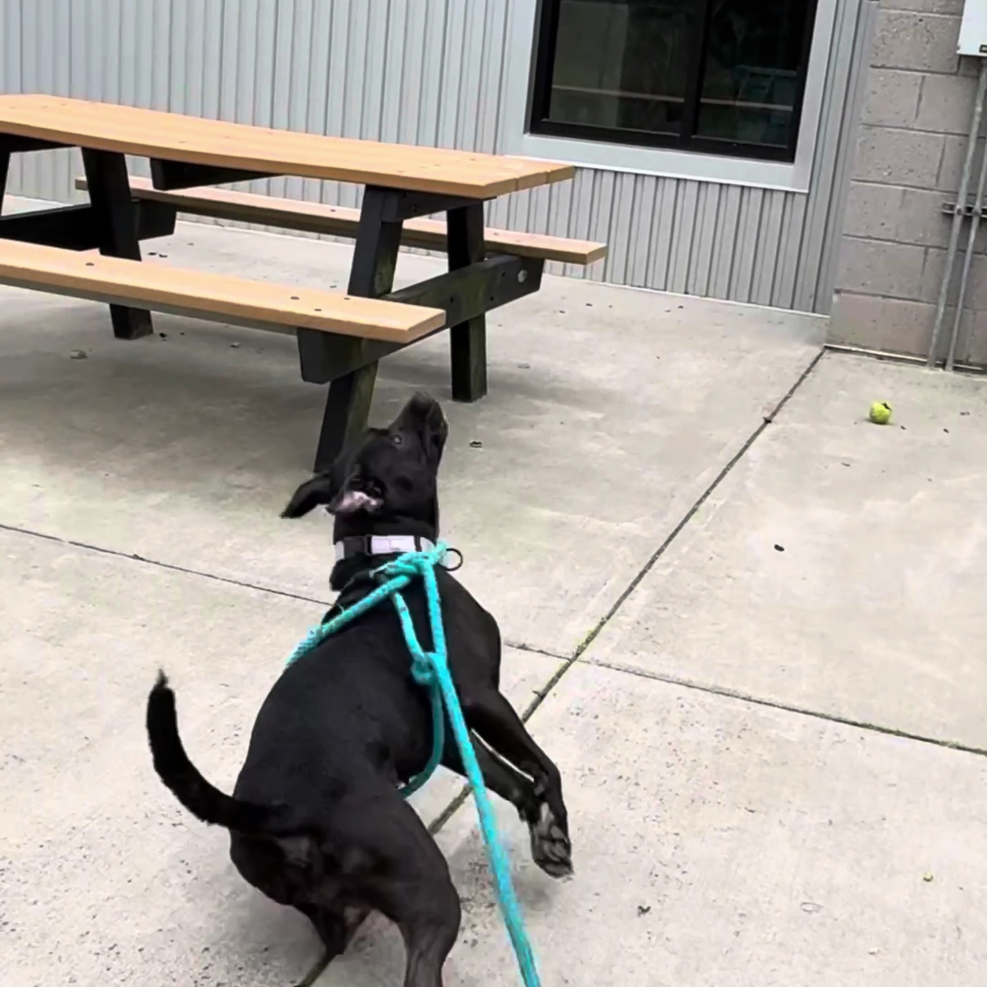 Orange County Animal Services Chapel Hill