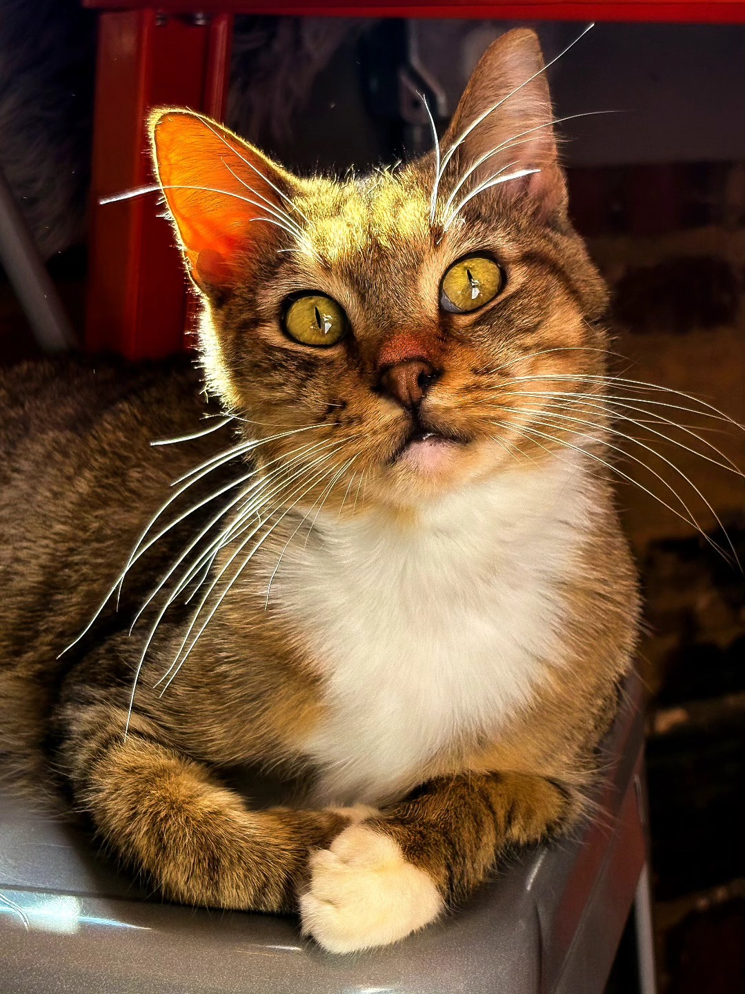 Mac Tabby Cat Cafe - Charlotte Charlotte