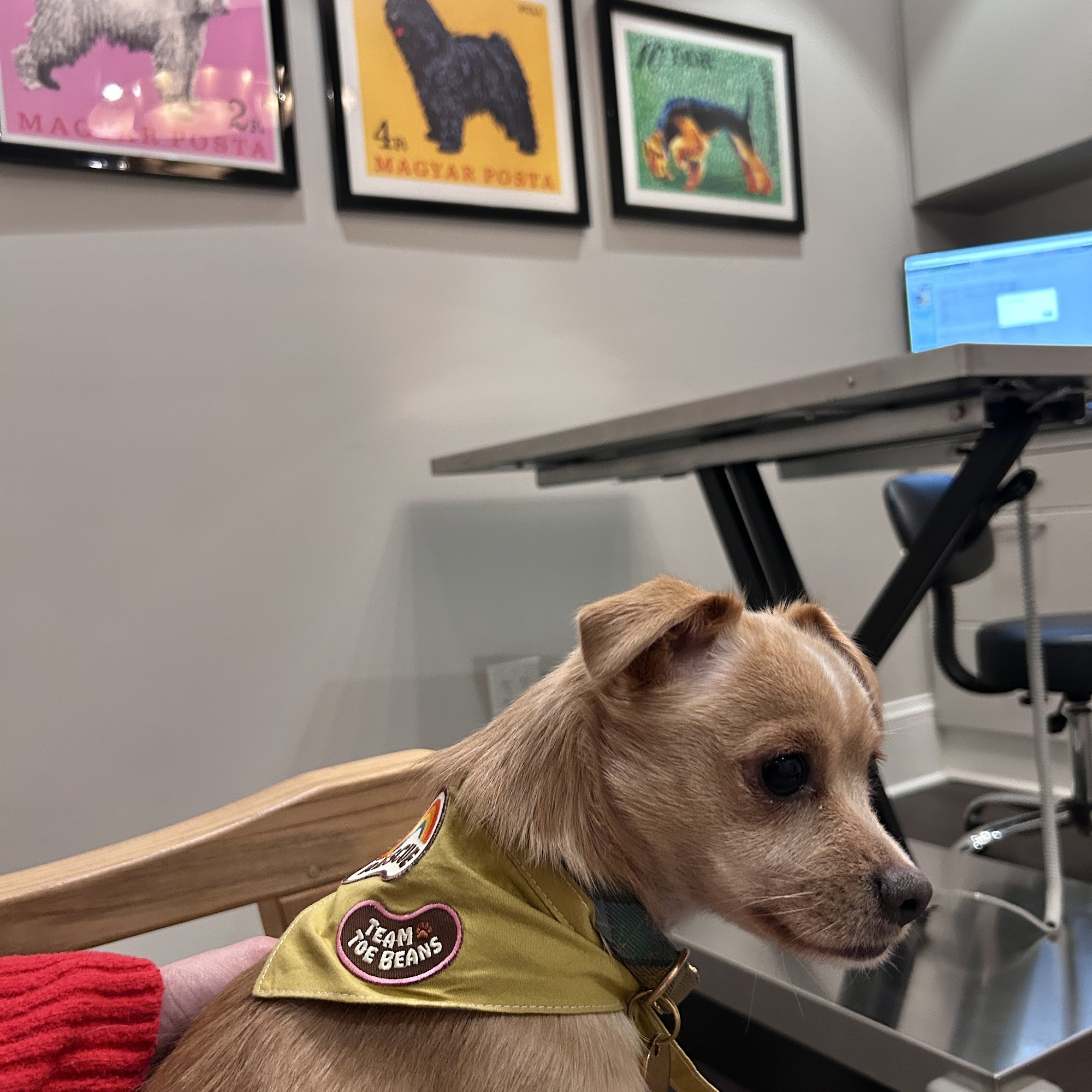 Dilworth Animal Hospital Charlotte