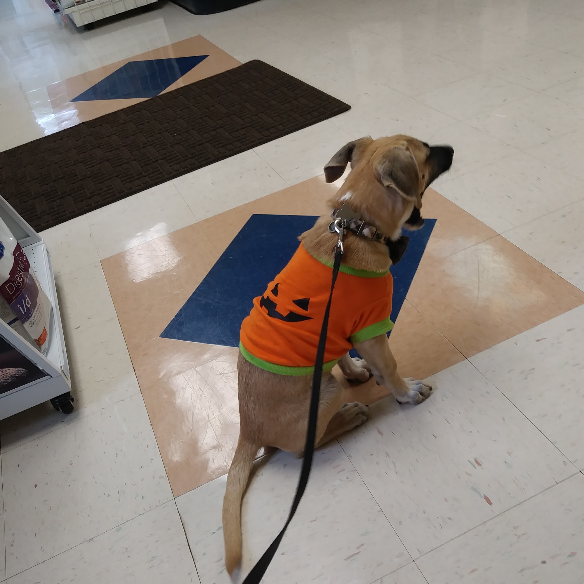 Hickory Grove Animal Hospital Charlotte