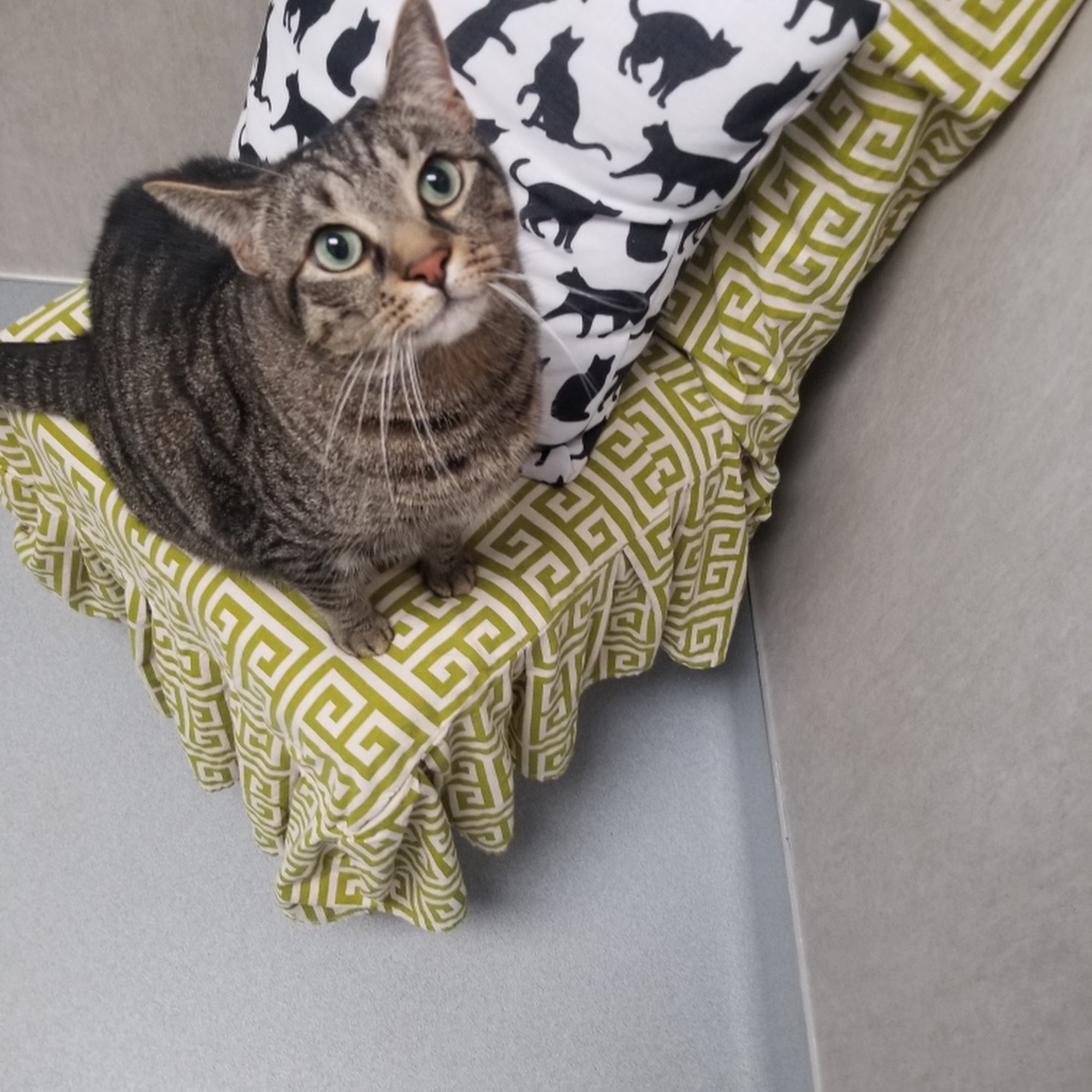 Independence Veterinary Clinic Charlotte