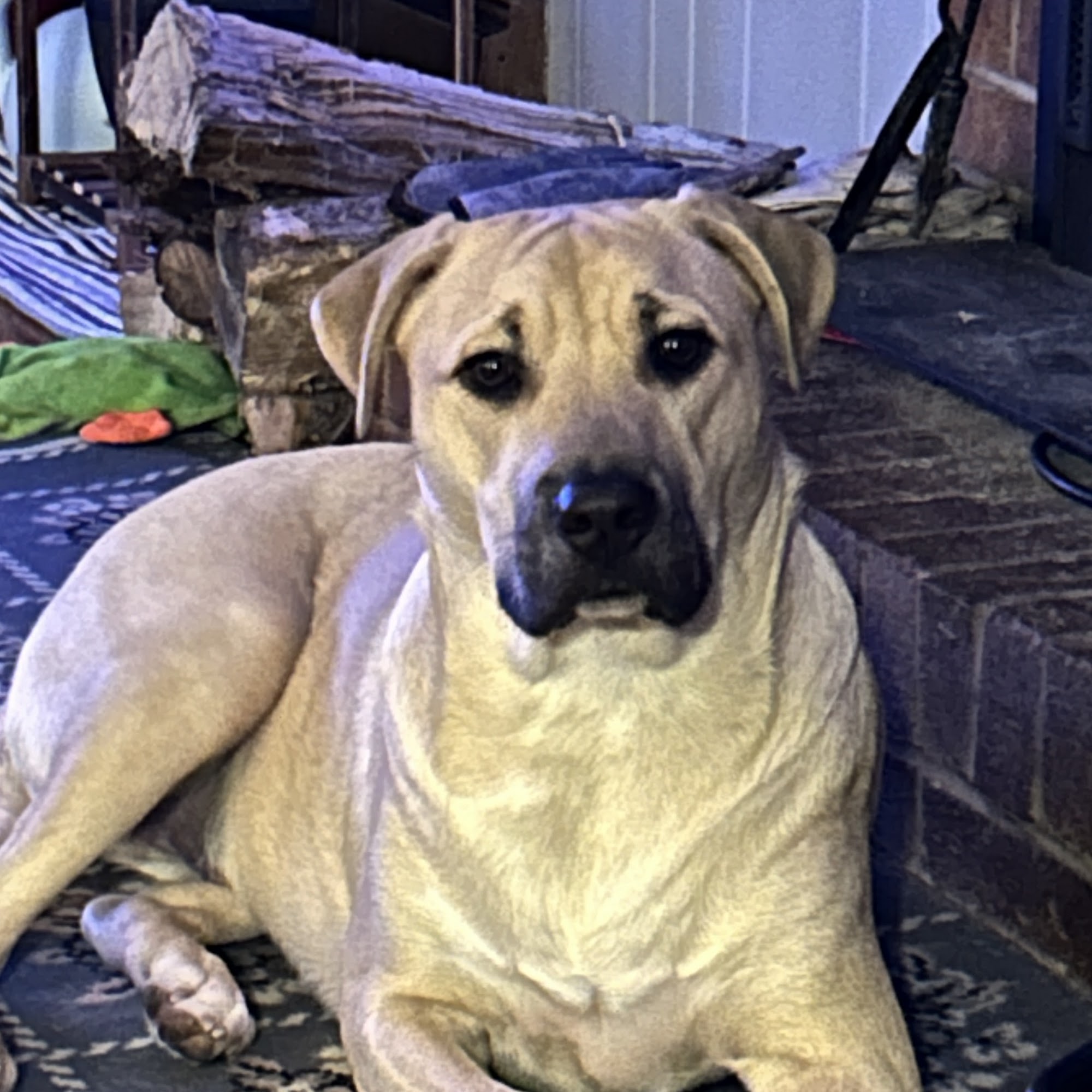 Riverbend Veterinary PetCare Hospital Charlotte