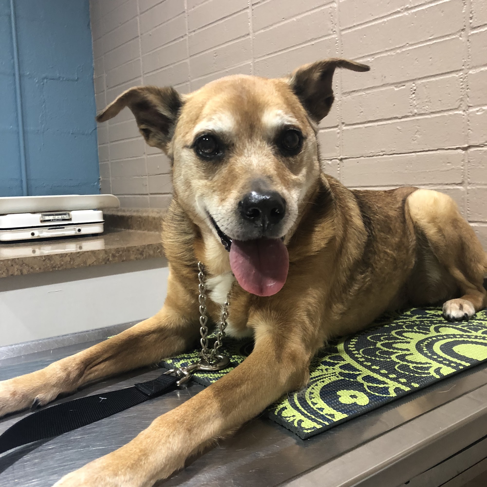 Monroe Road Animal Hospital Charlotte