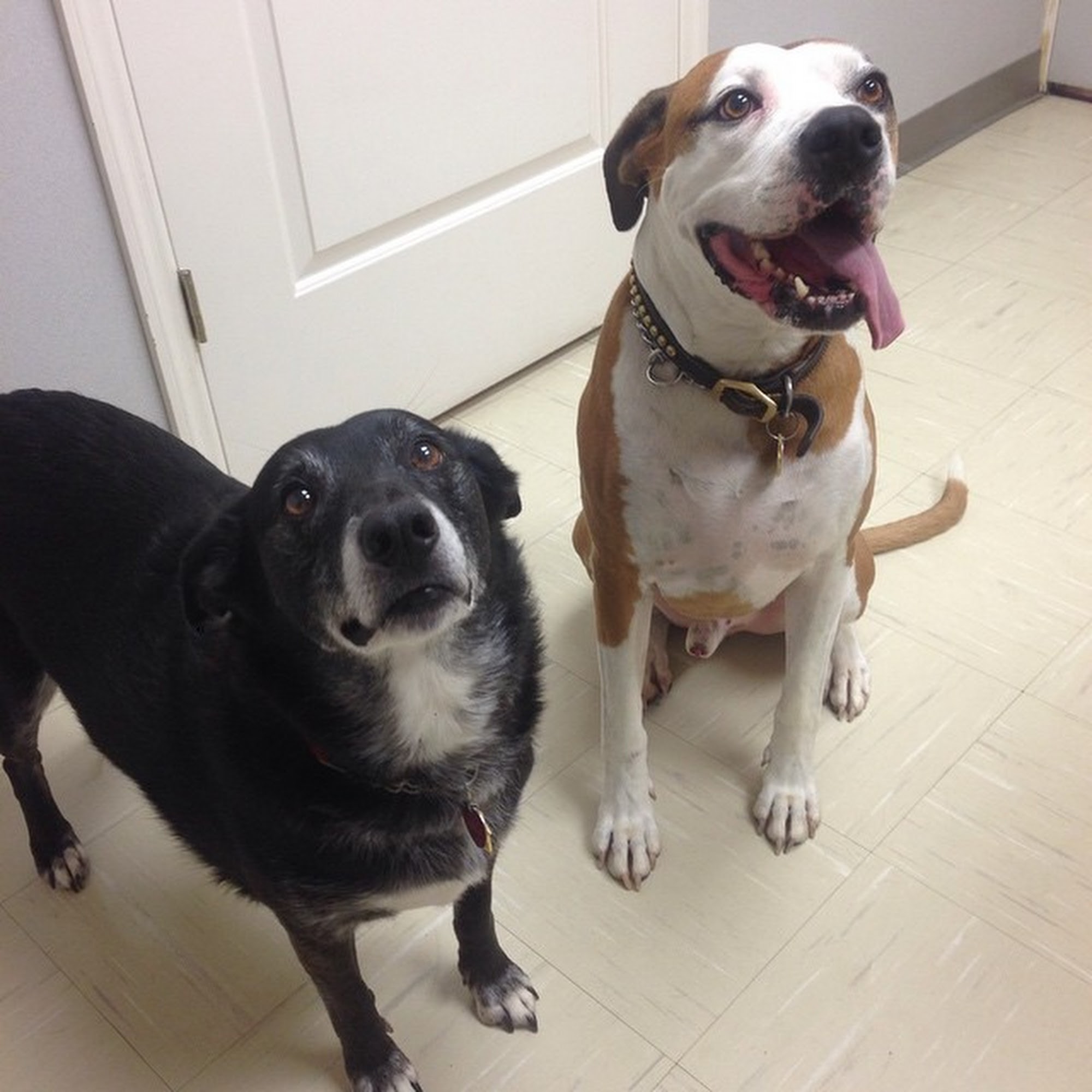 Compassionate Care Veterinary Hospital of Charlotte Charlotte