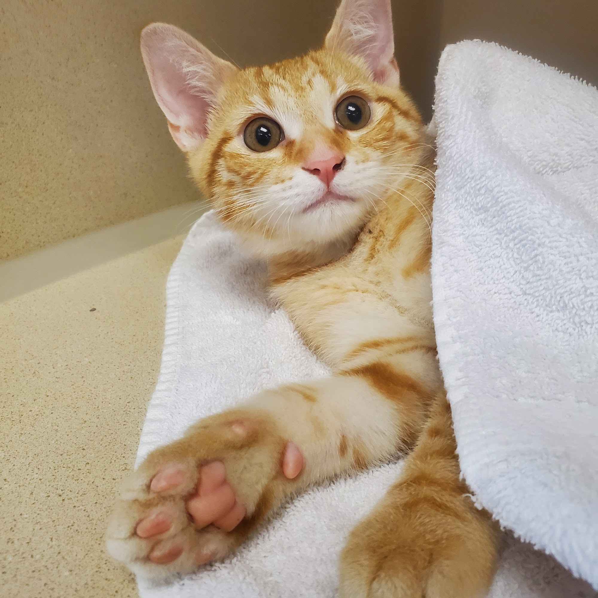 4 Seasons Cat Hospital Charlotte