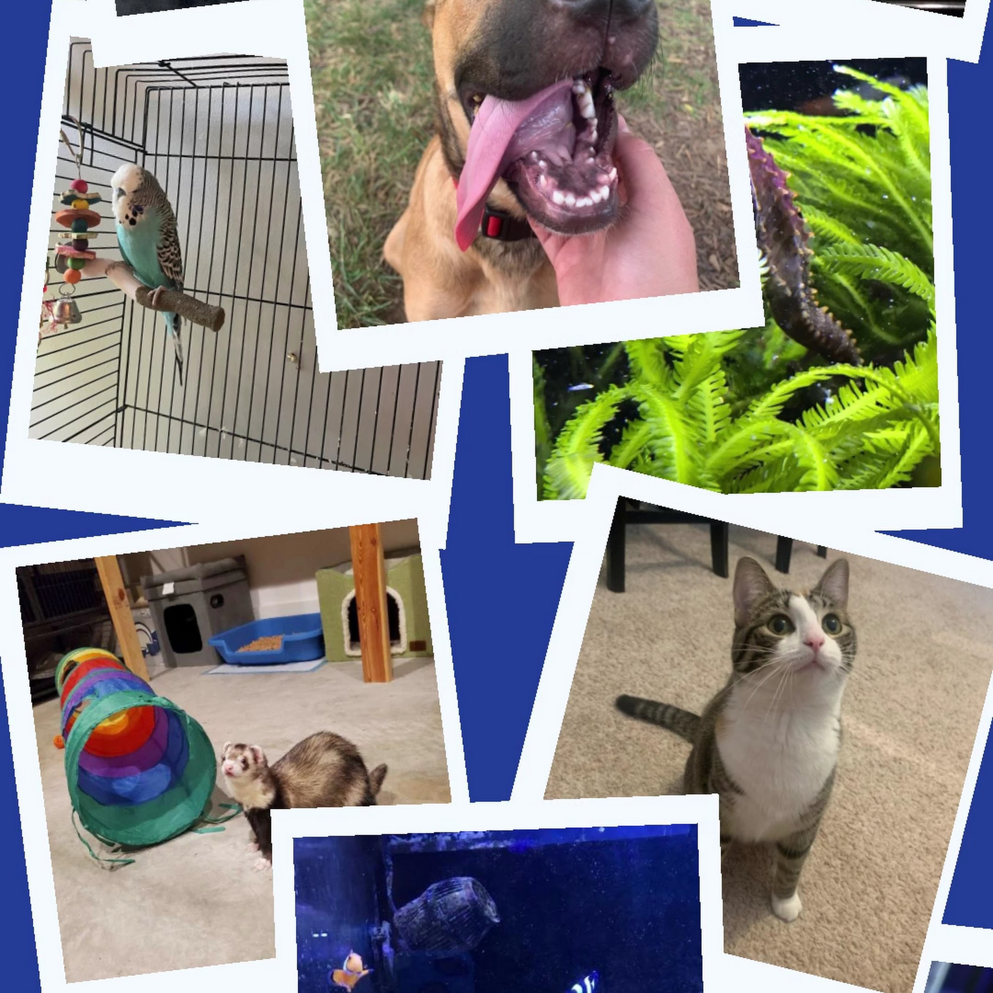 Little Friends Pet Sitting & Dog Walking Charlotte