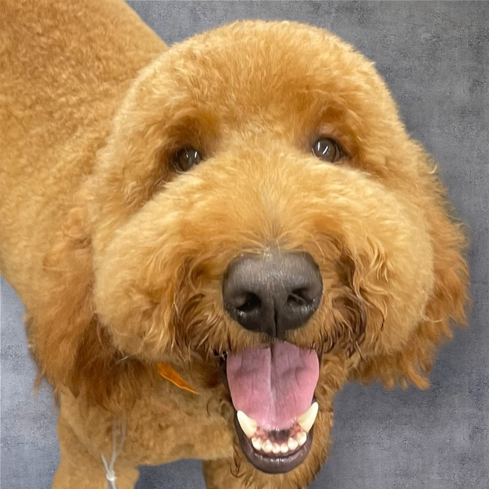 Dilworth Dog Grooming Charlotte