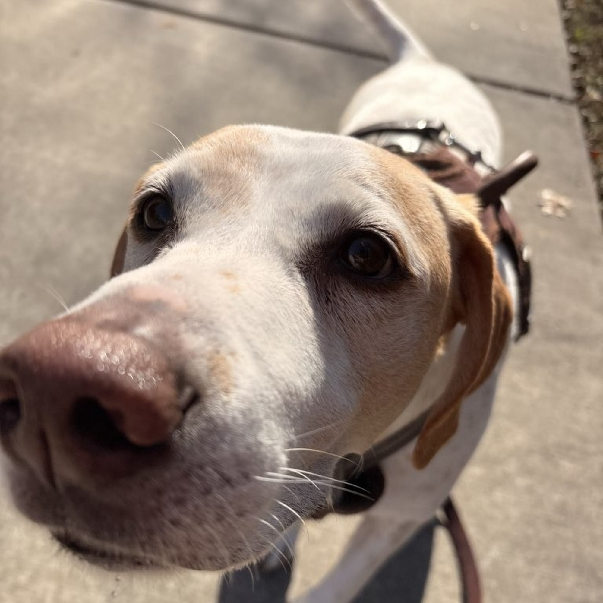 Queen City Pet Sitting Charlotte