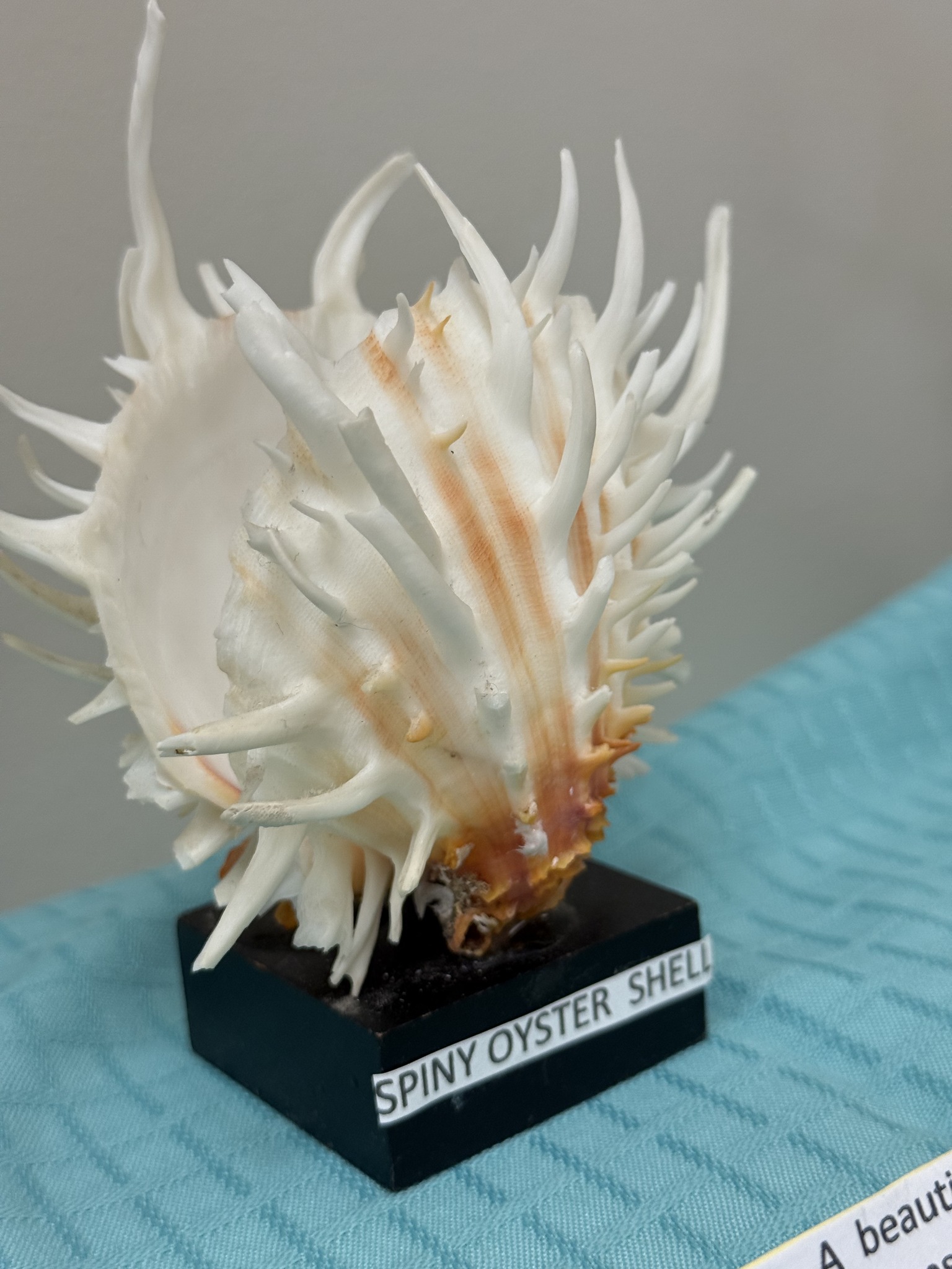 Mallard Creek Presbyterian Church Community House