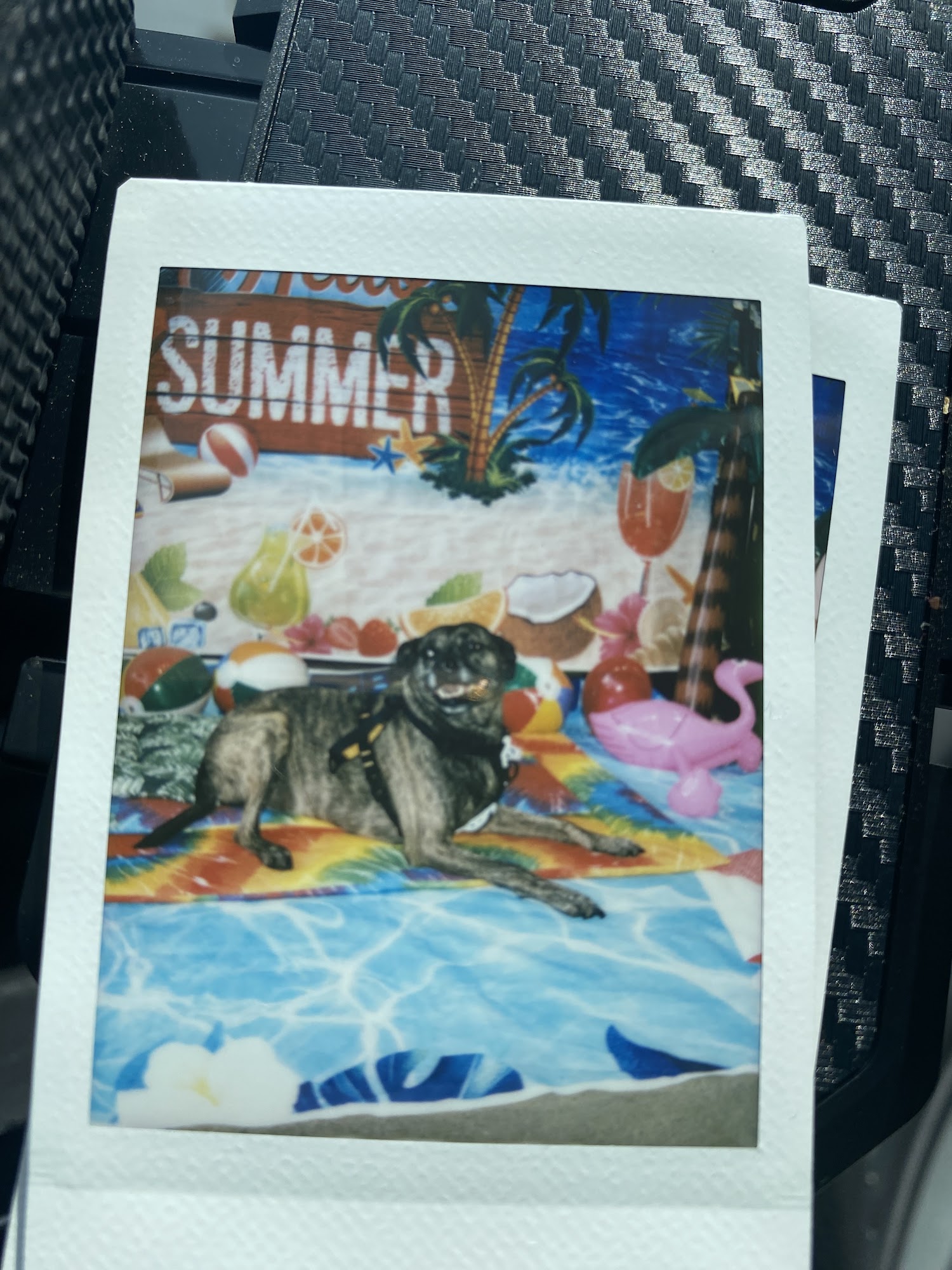 Hollywood Feed Charlotte