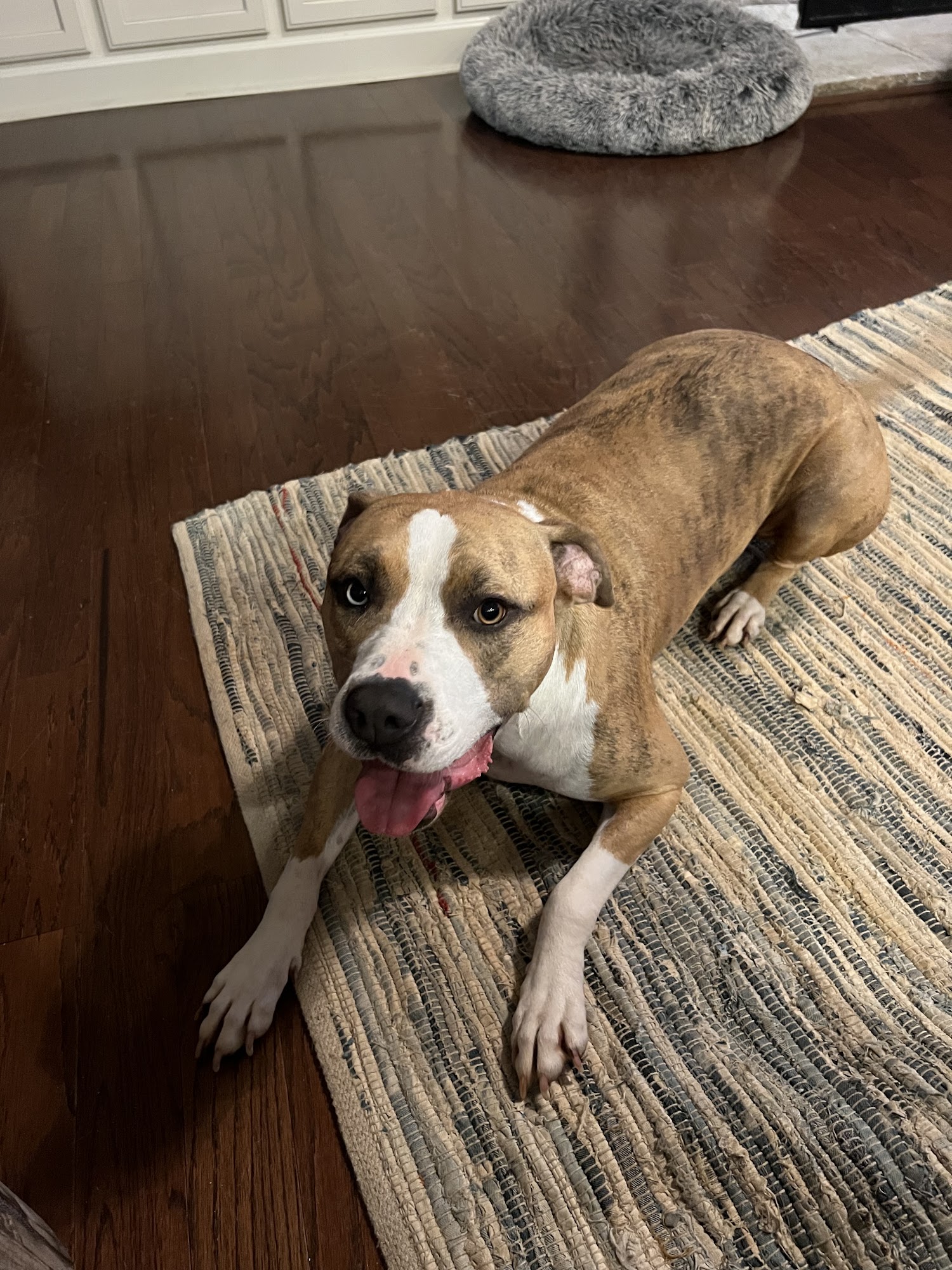 PetPeople by Hollywood Feed Charlotte