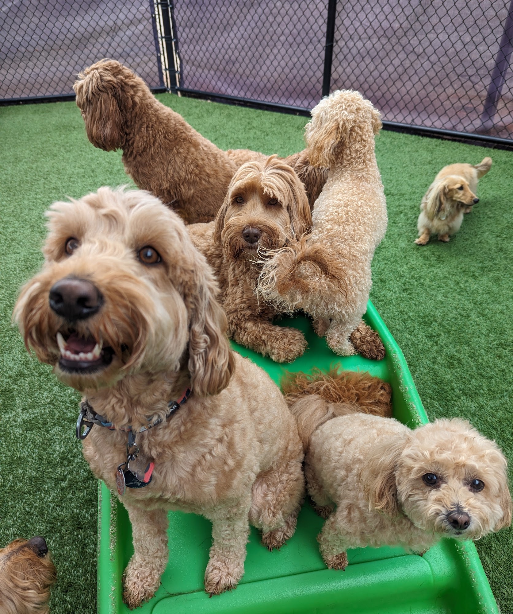 Central Bark Charlotte-Matthews Charlotte