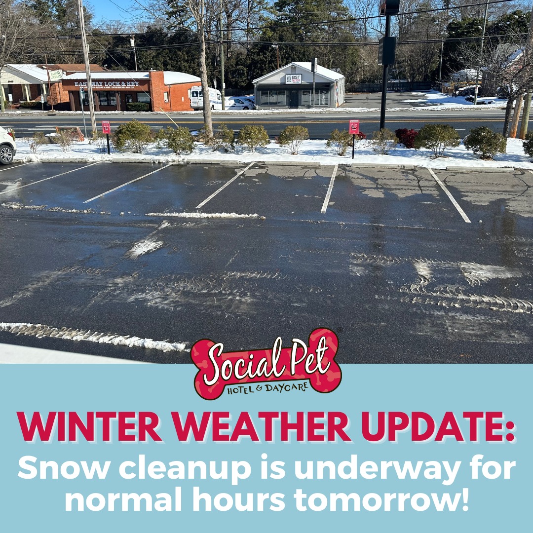 Social Pet at Charlotte Charlotte