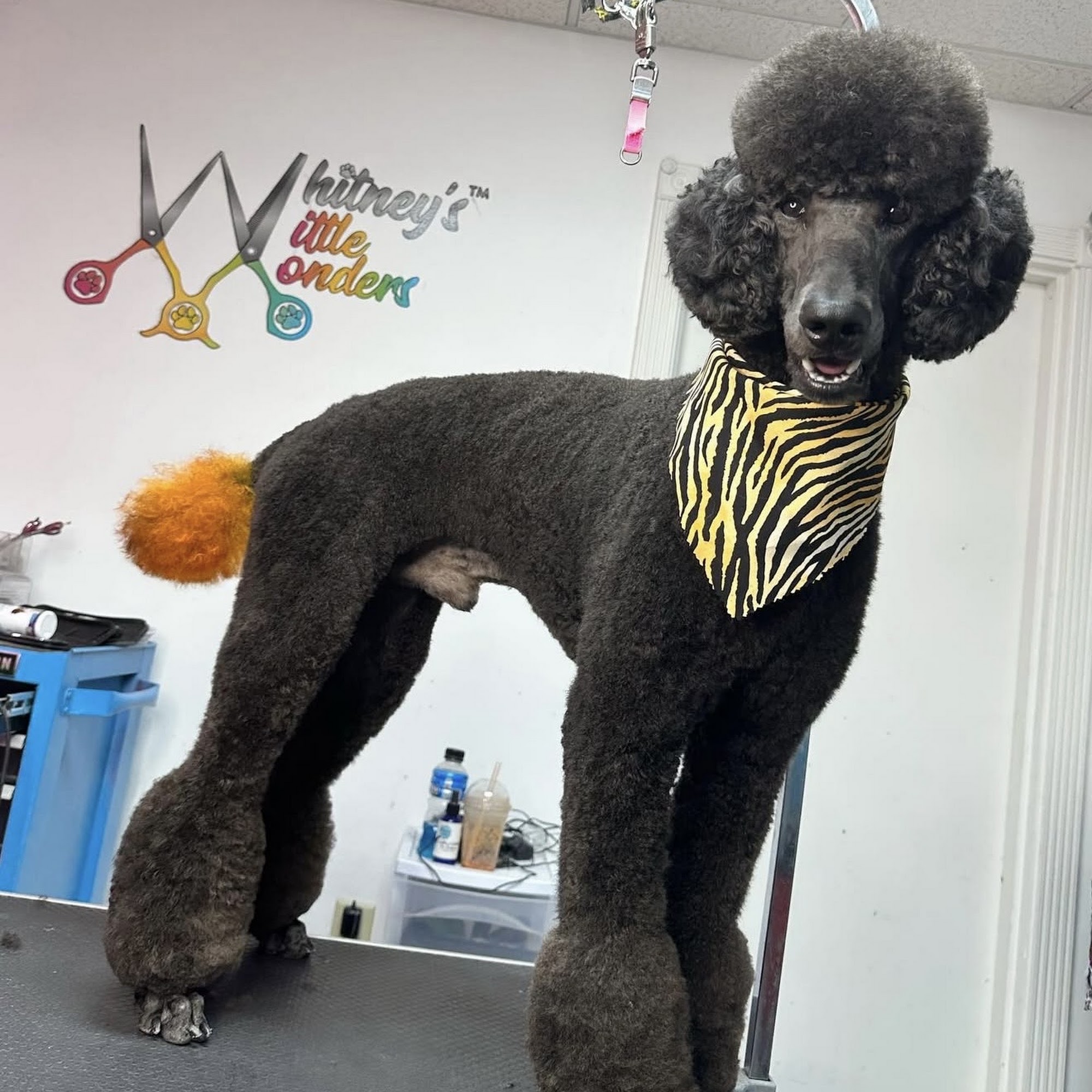 Whitney's Wittle Wonders Charlotte