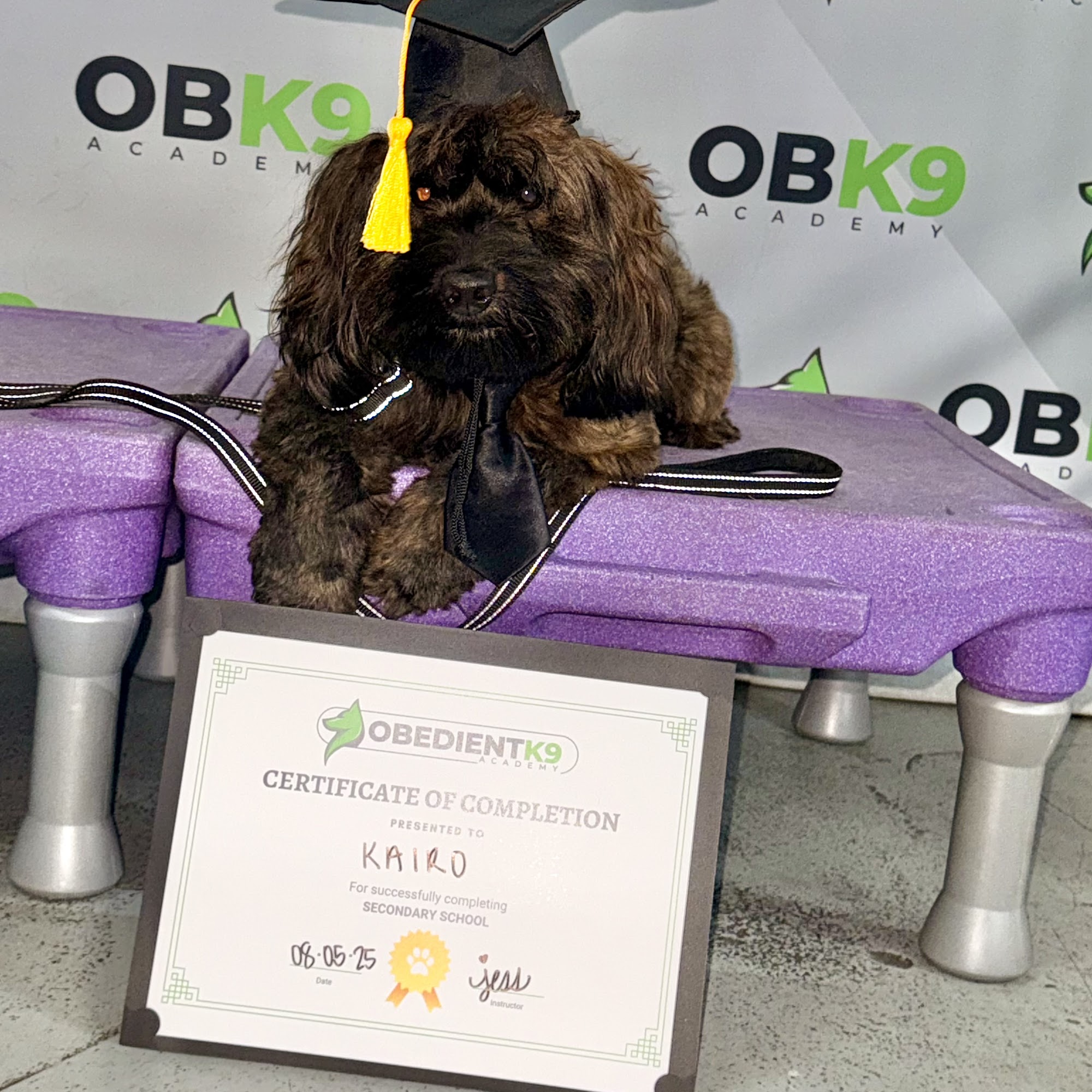 Obedient K9 Training Charlotte