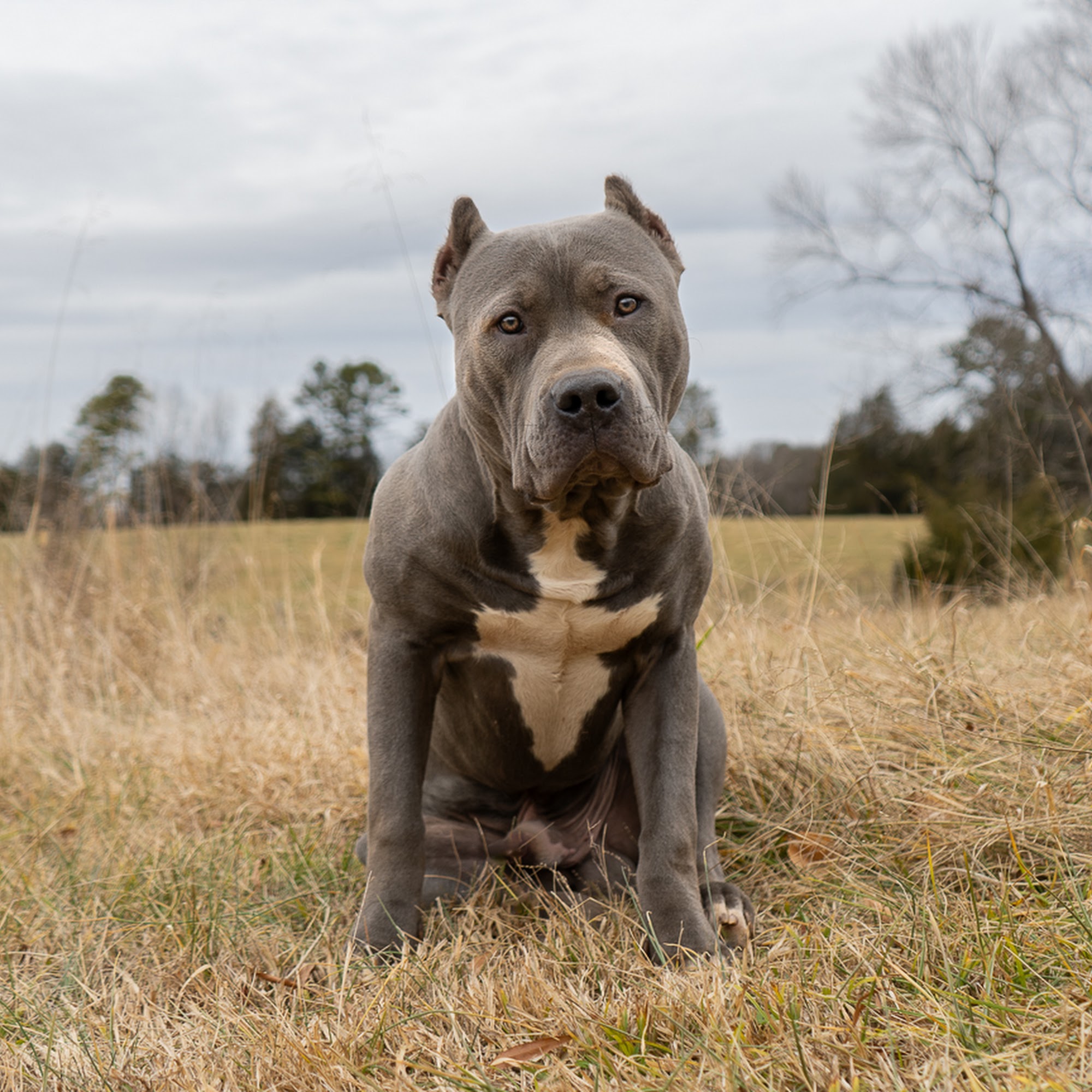 Shea-9 Dog Training, LLC Charlotte