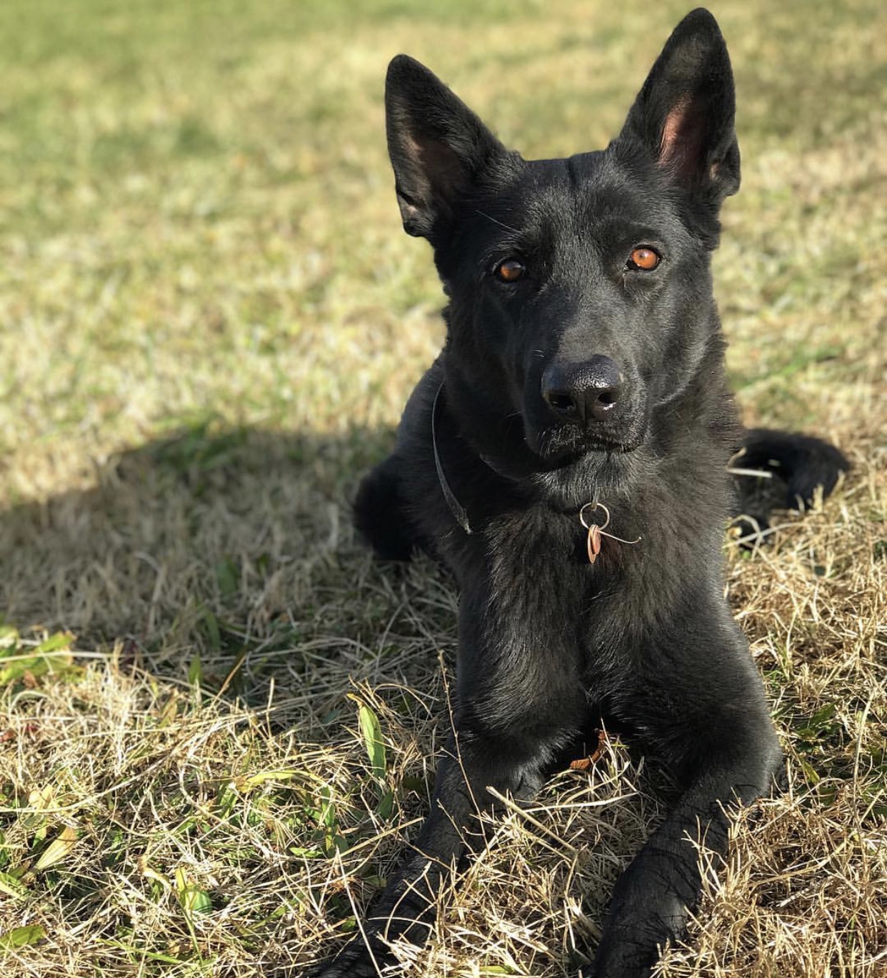 Shea-9 Dog Training, LLC Charlotte