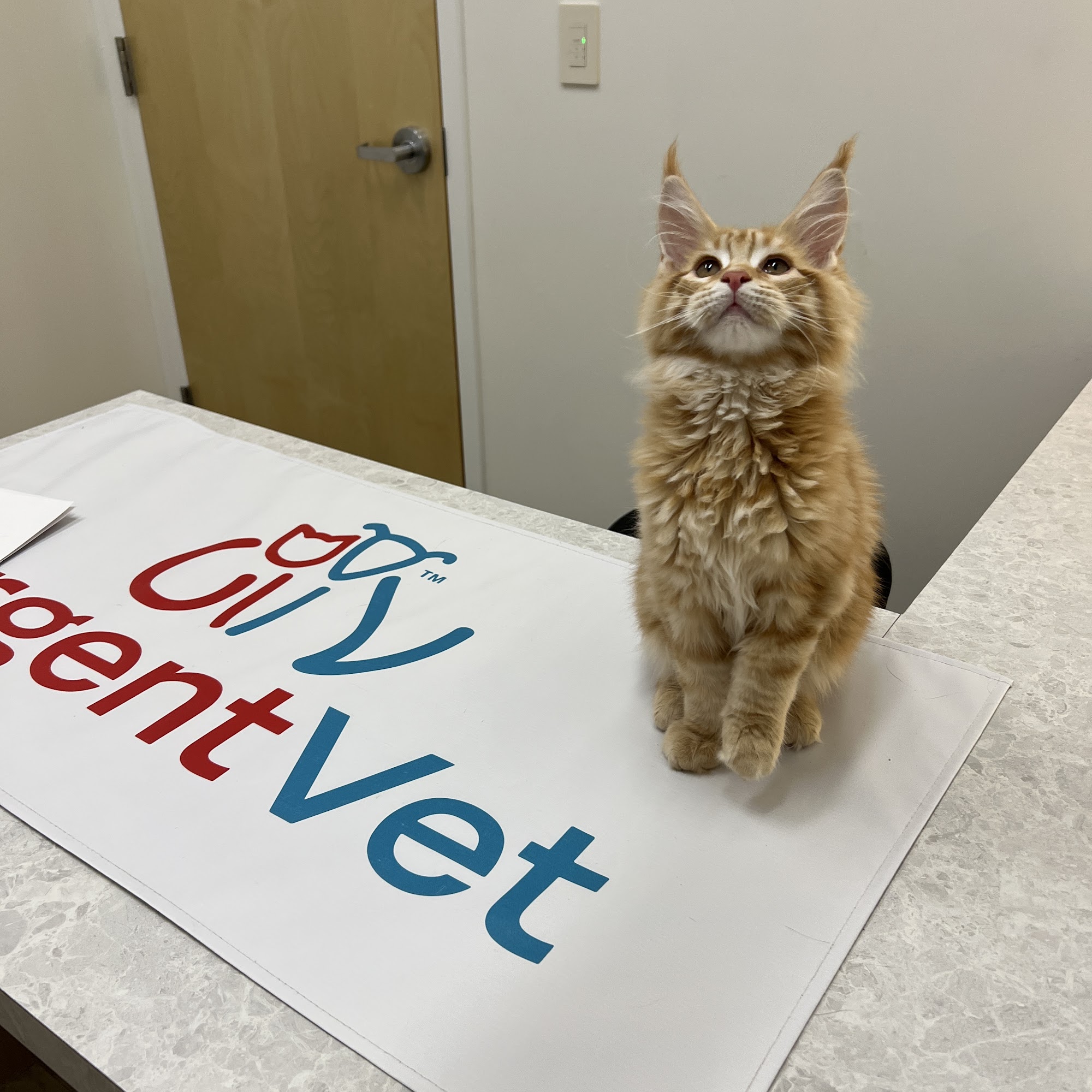 UrgentVet - Ballantyne Charlotte