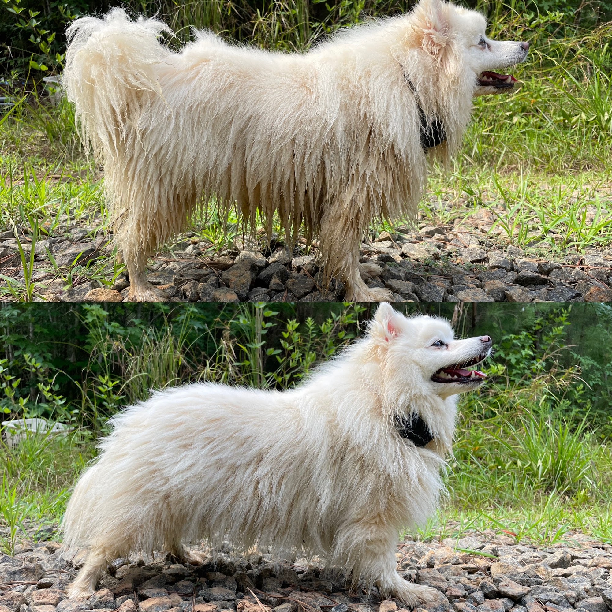 Enzo Pet Supply Charlotte