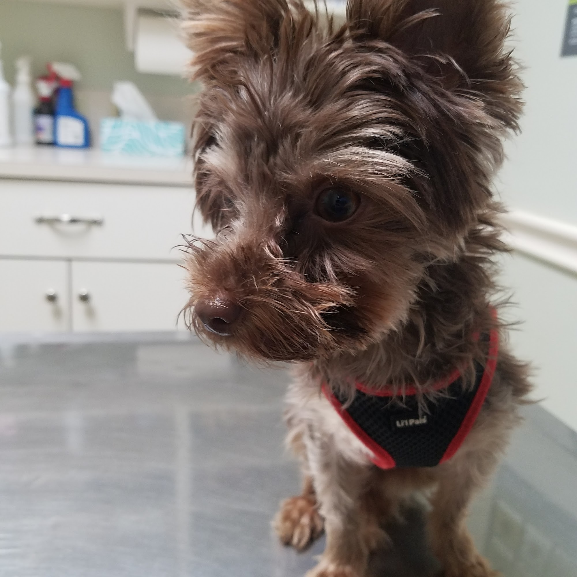 Cherryville Animal Hospital Cherryville