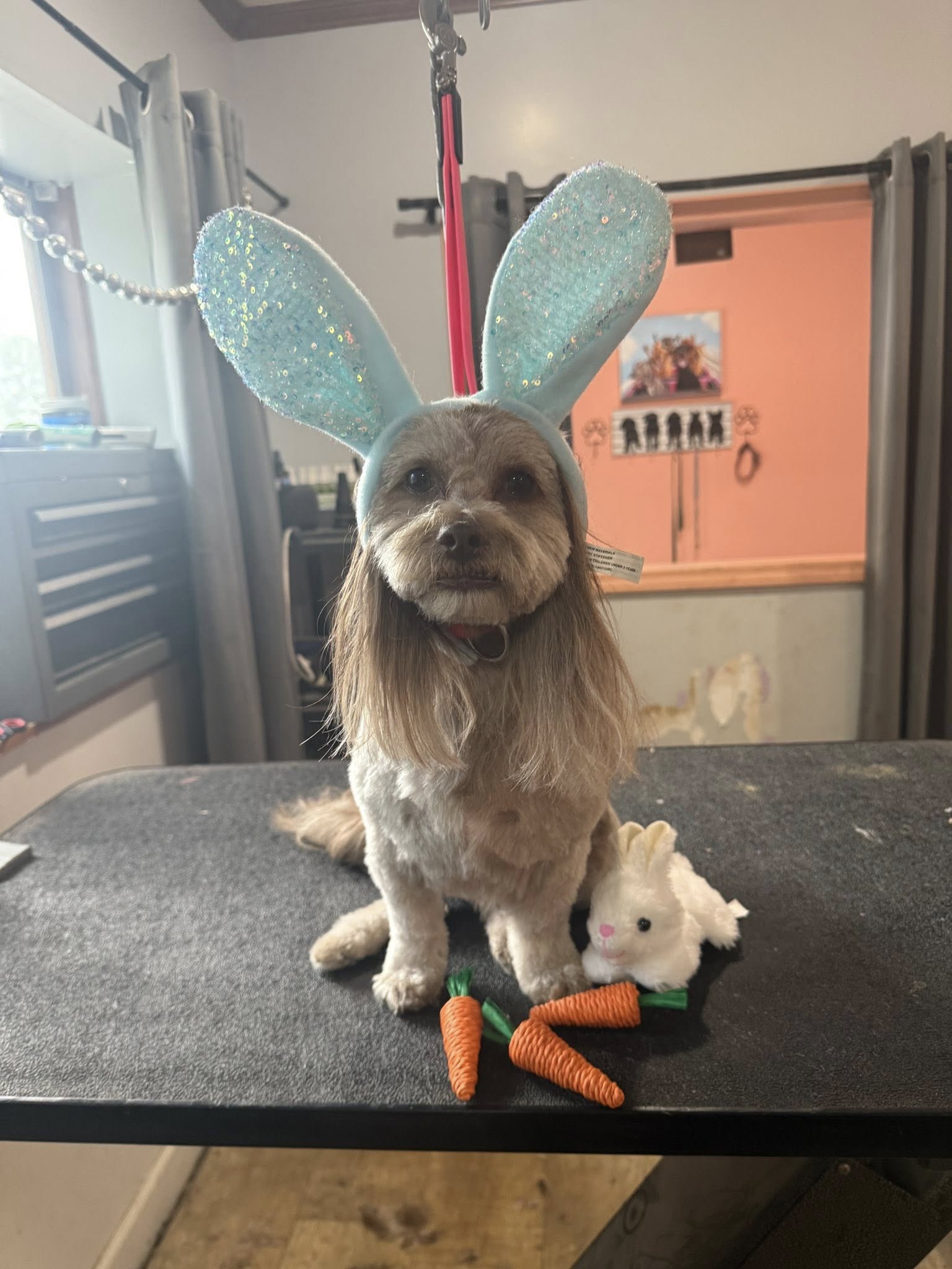 Pretty as a Peach Pet Salon Cherryville