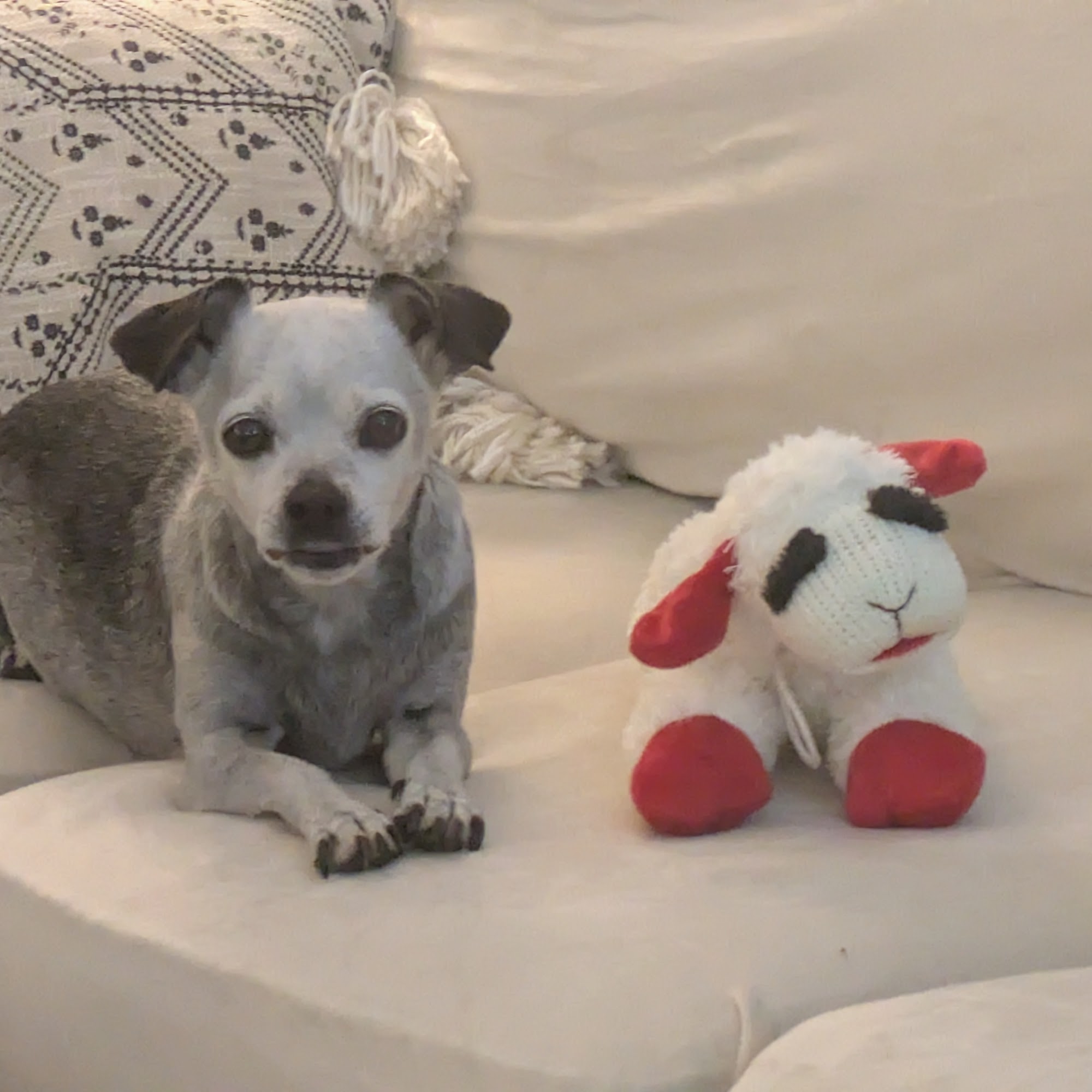 South Rowan Animal Hospital China Grove