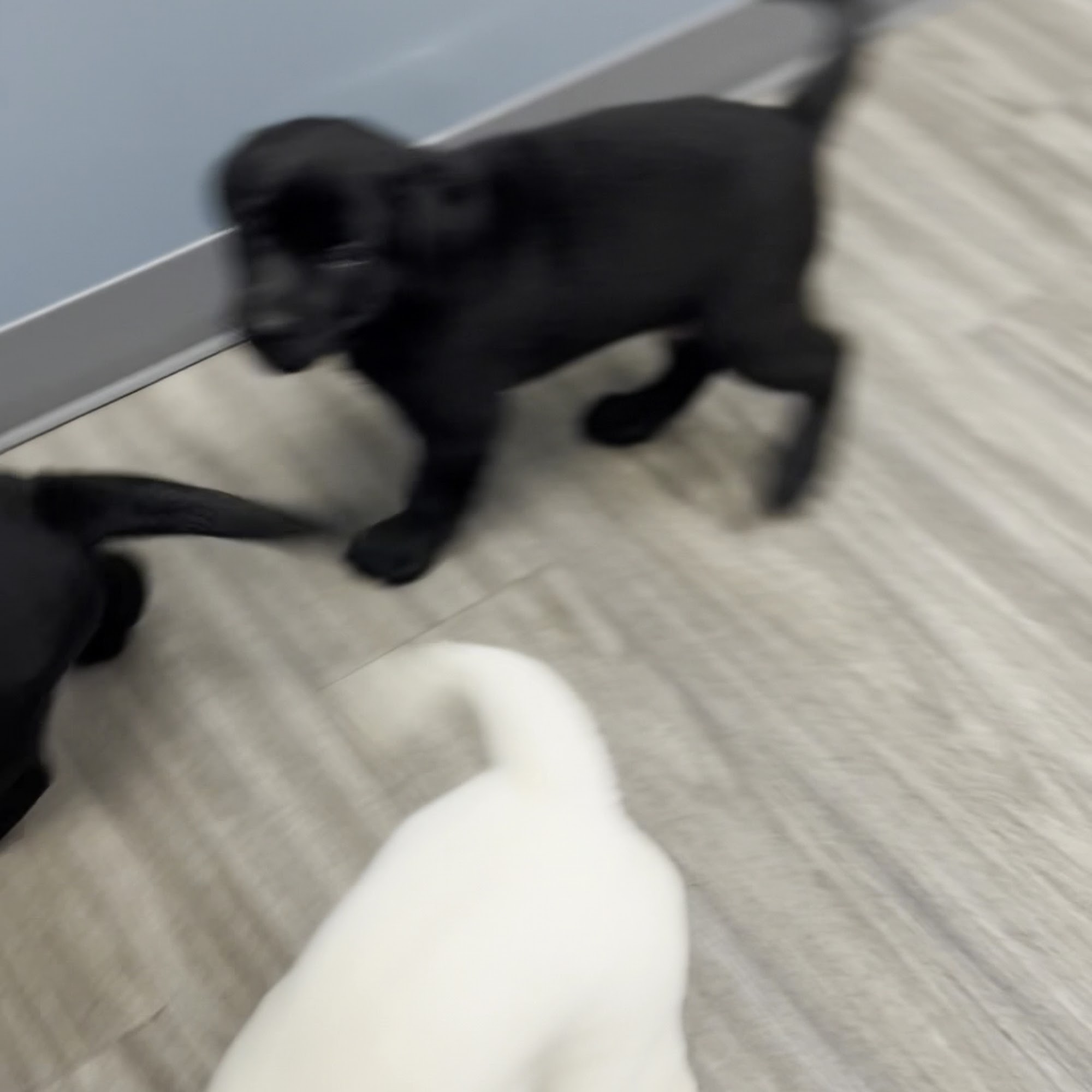 Plantation Park Animal Hospital Clayton